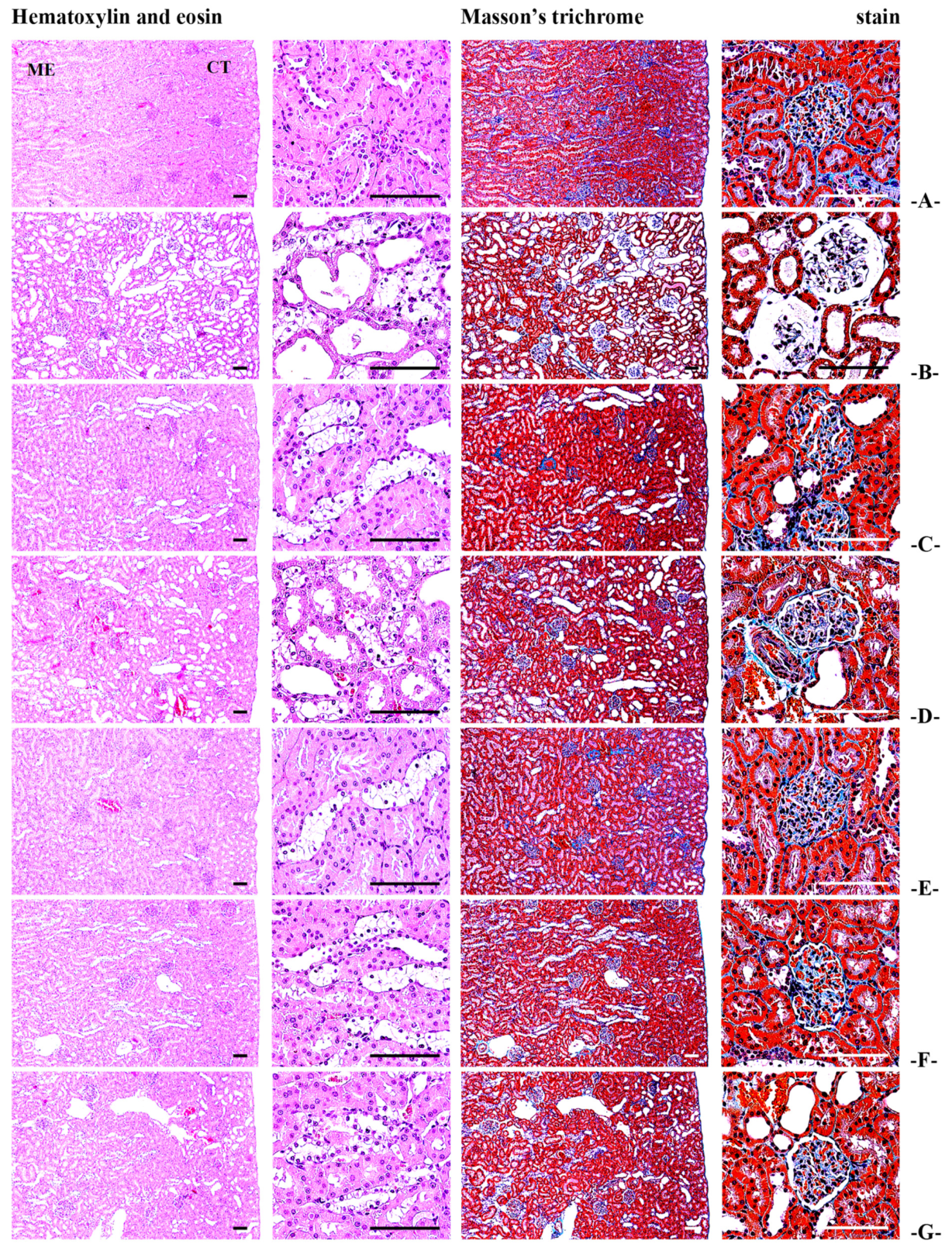 Antioxidants 14 00174 g010