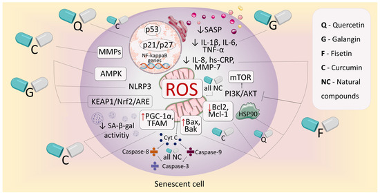 Antioxidant Senotherapy by Natural Compounds: A Beneficial