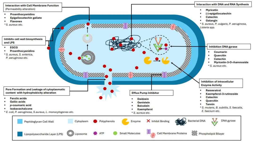 Antioxidants 14 00200 g002