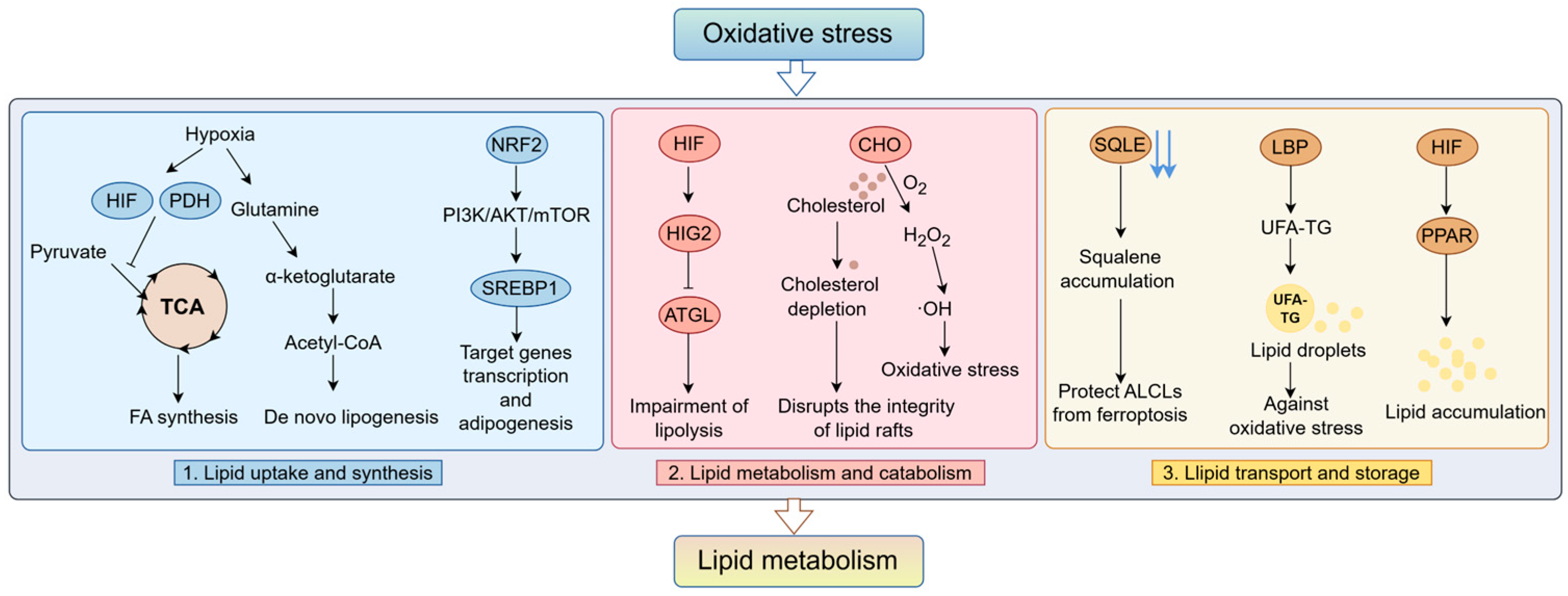 Antioxidants 14 00201 g002