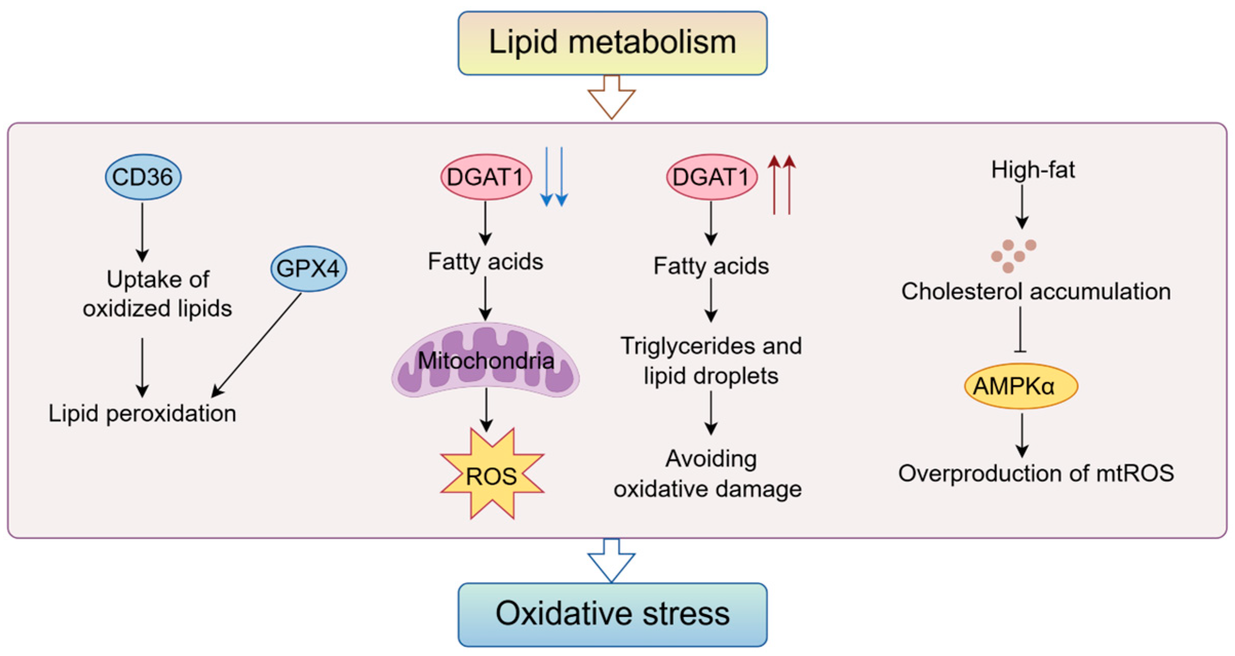 Oxidative Stress and Reprogramming of Lipid Metabolism in