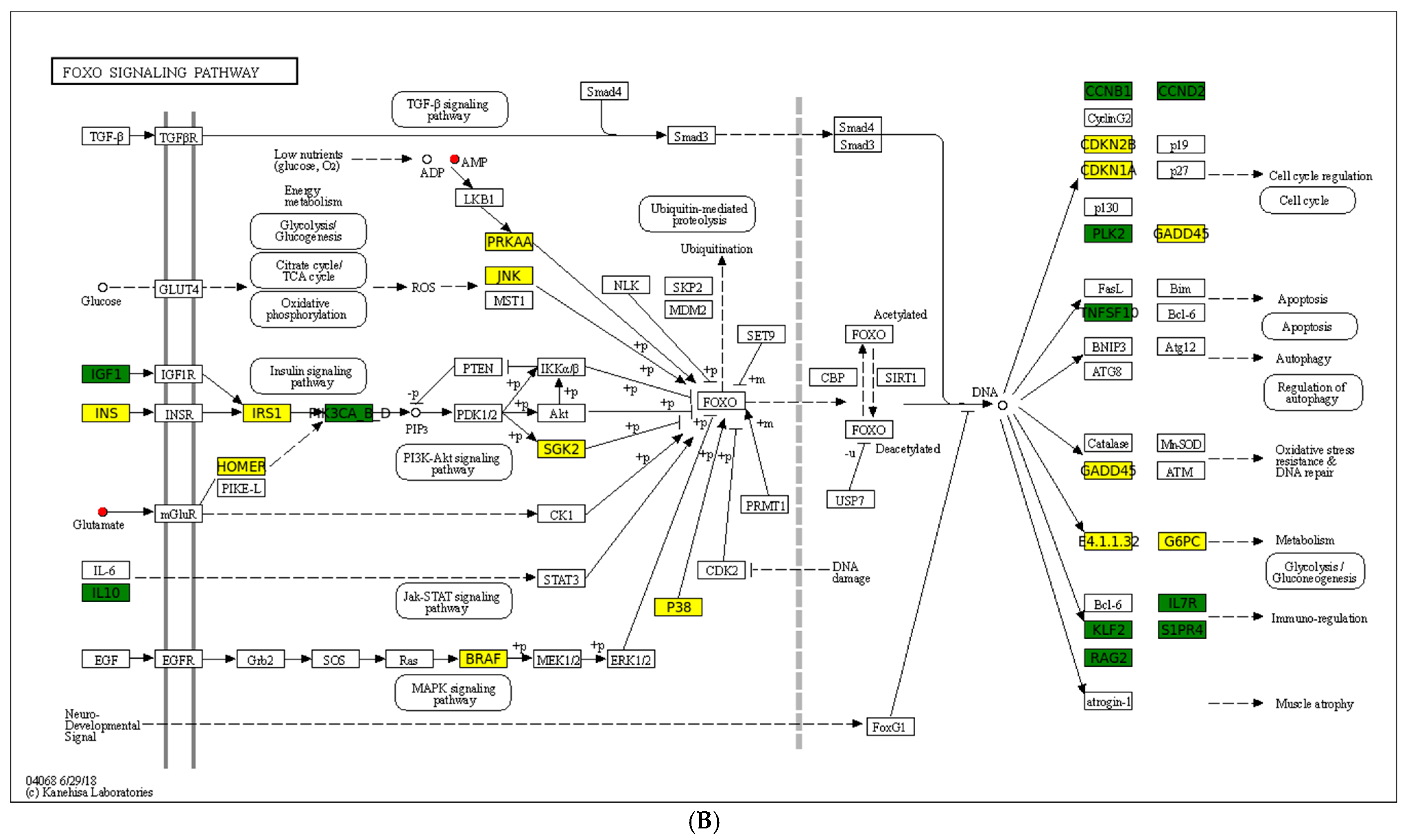 Antioxidants 14 00217 g007b