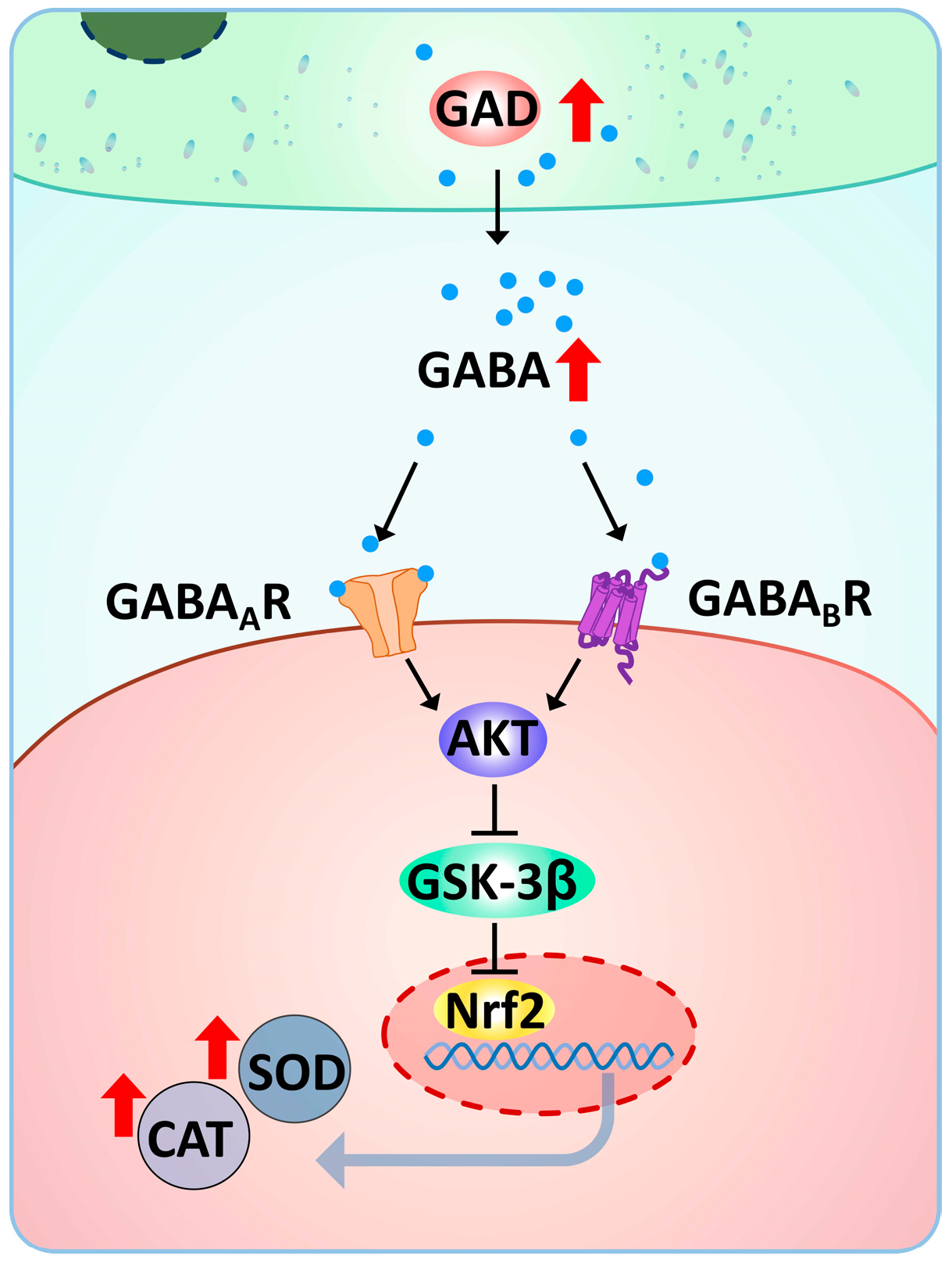 Antioxidants 14 00222 g010