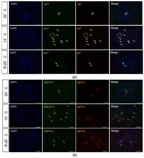 The Effects of Acute Temperature Changes on Transcriptomic