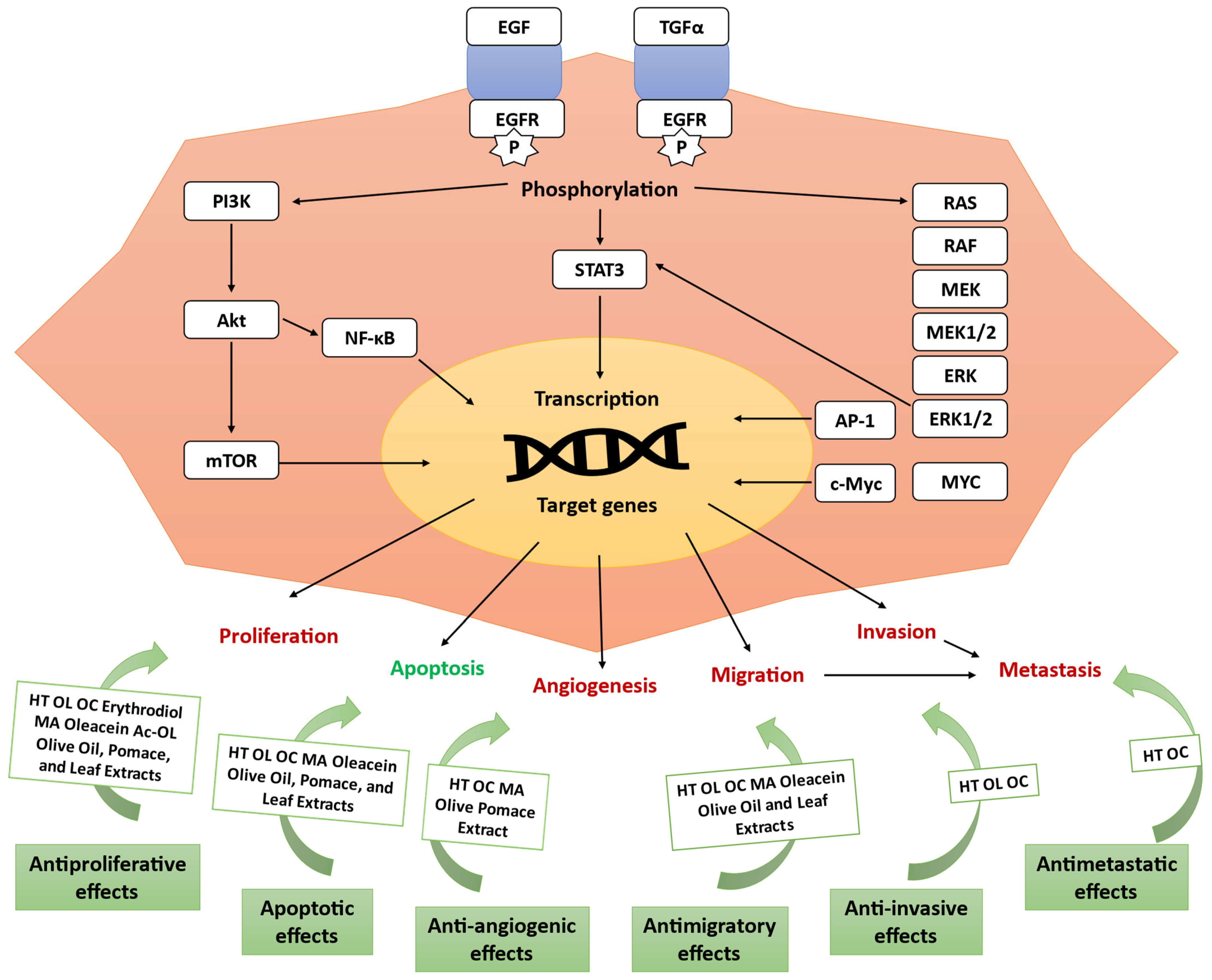 Antioxidants 14 00237 g001