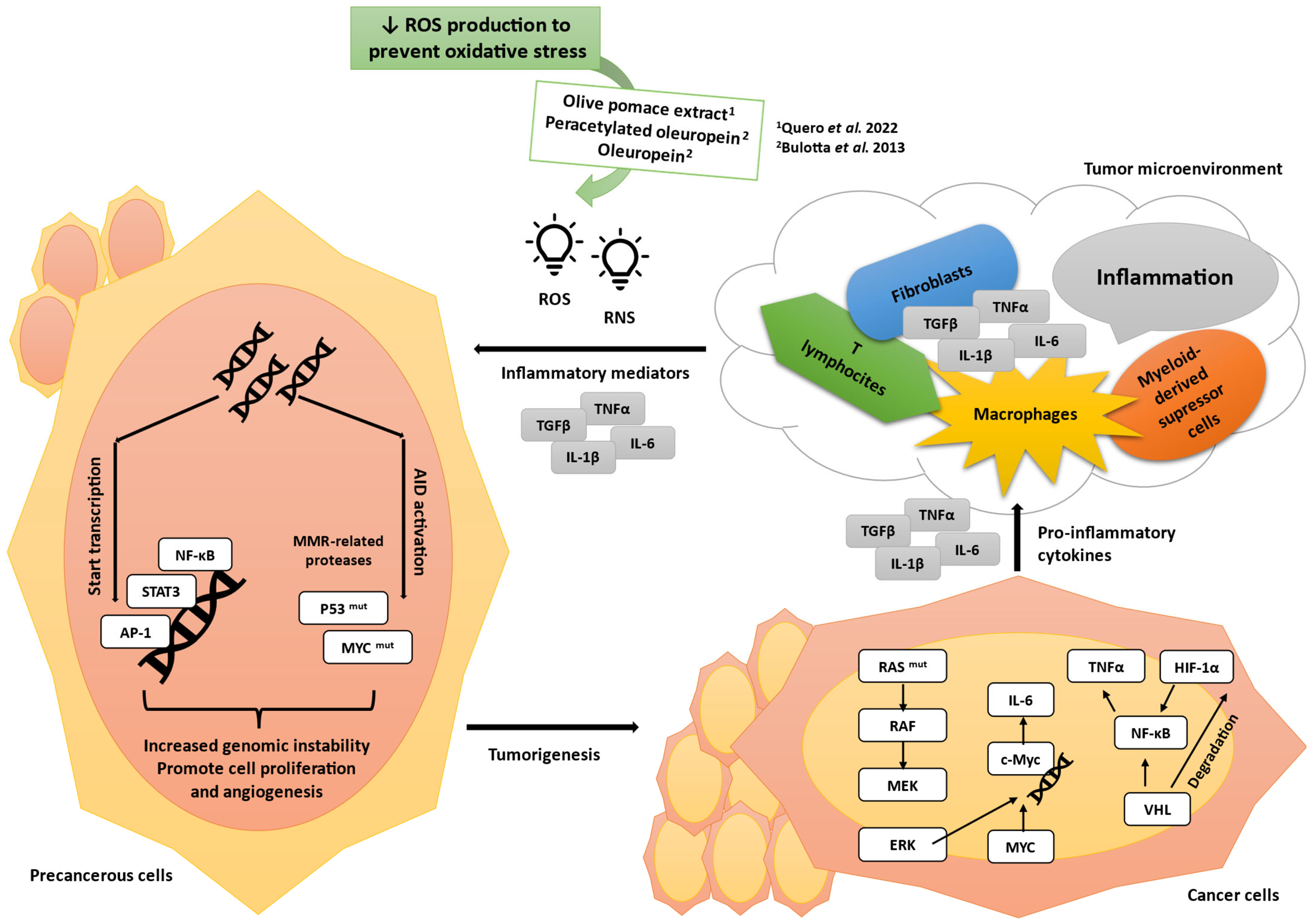 Antioxidants 14 00237 g002