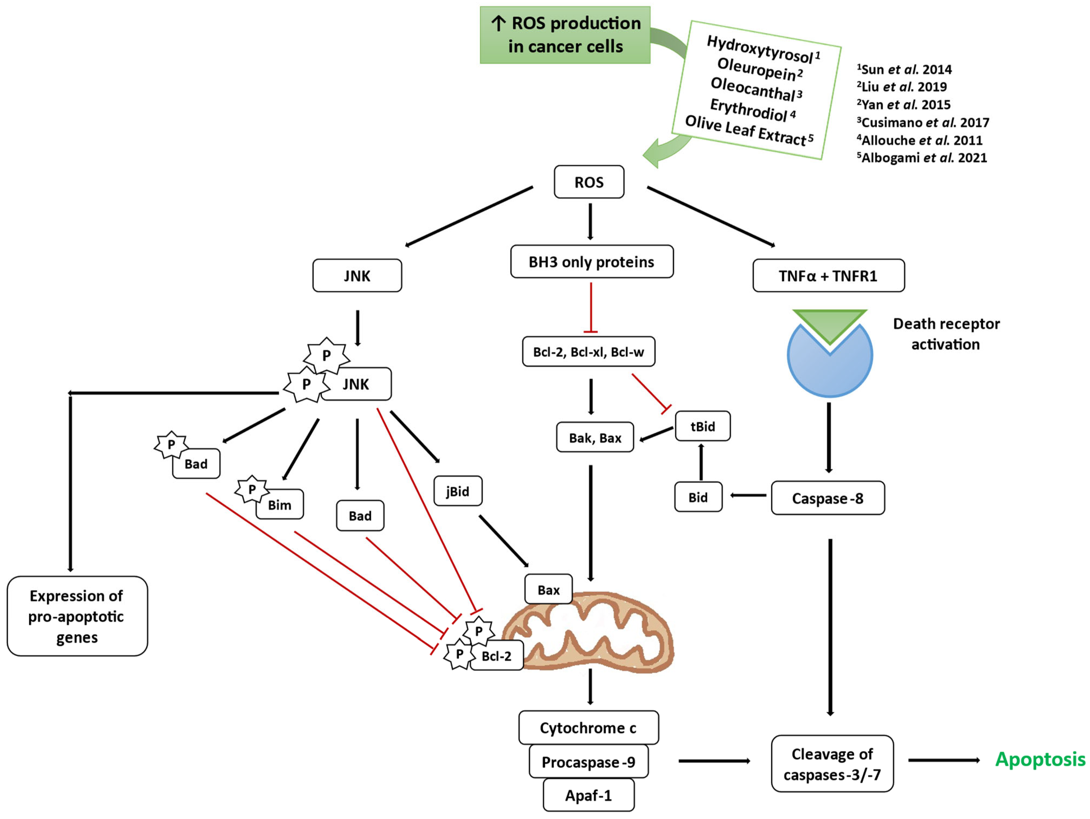 Antioxidants 14 00237 g003
