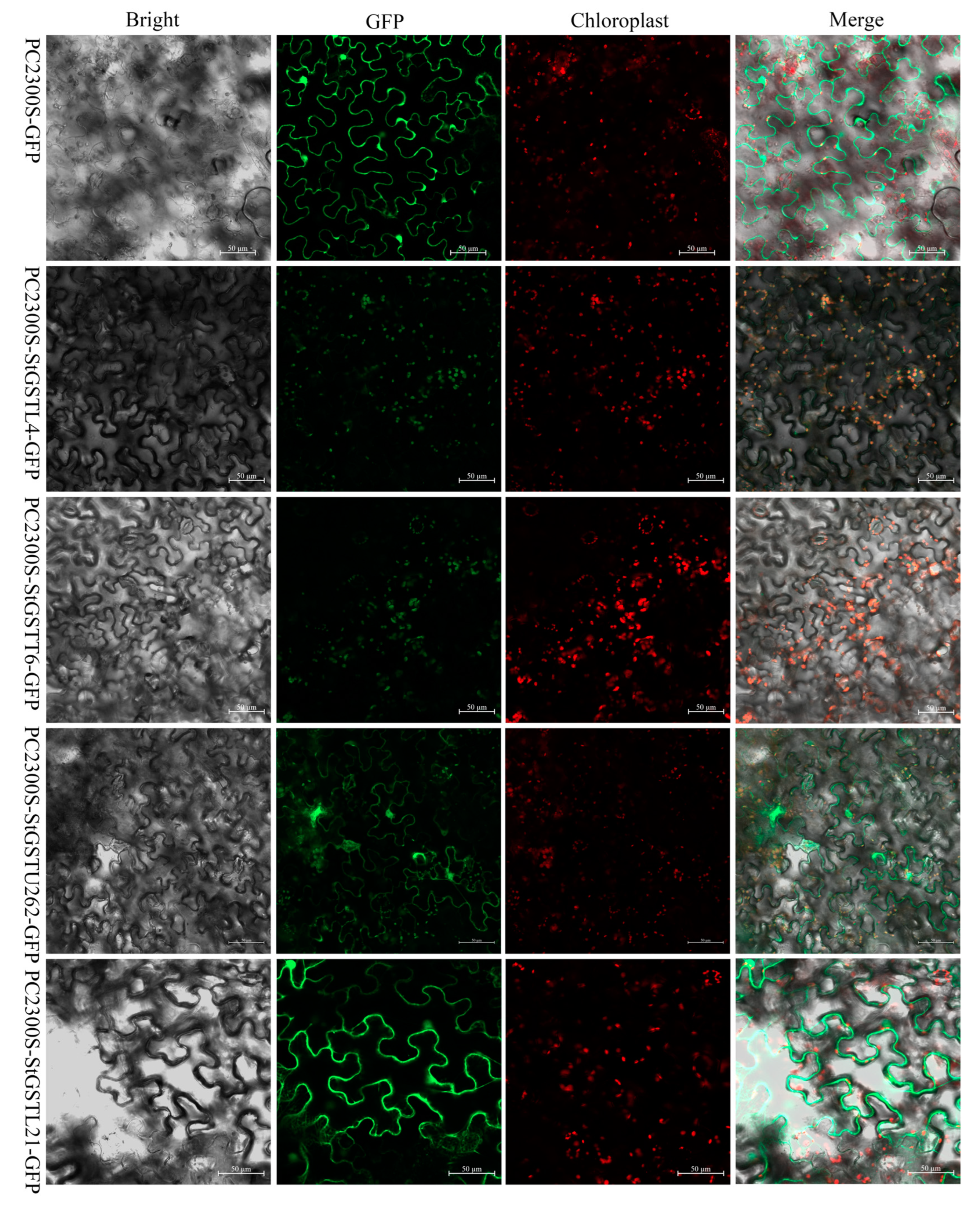 Antioxidants 14 00239 g006