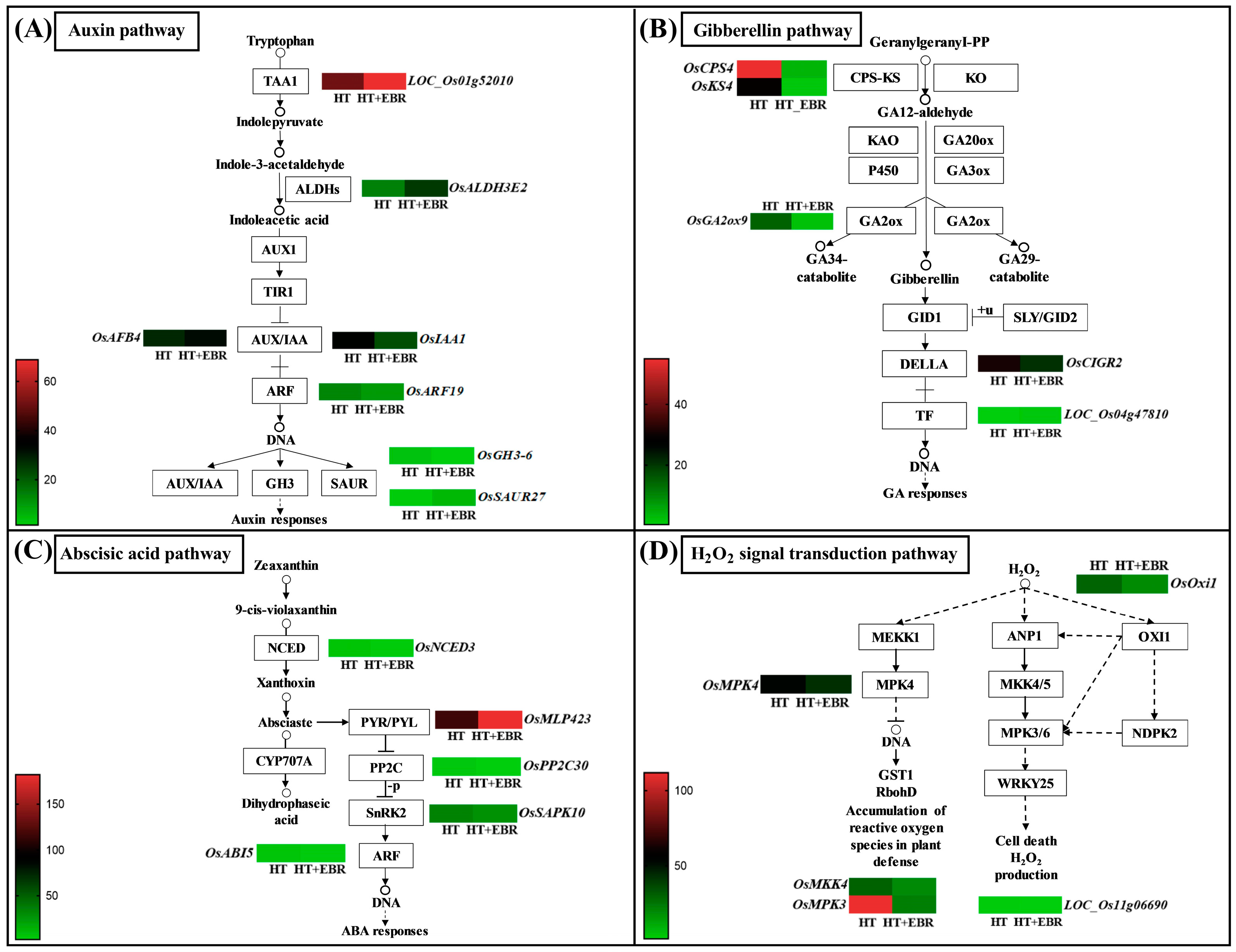 Antioxidants 14 00242 g007