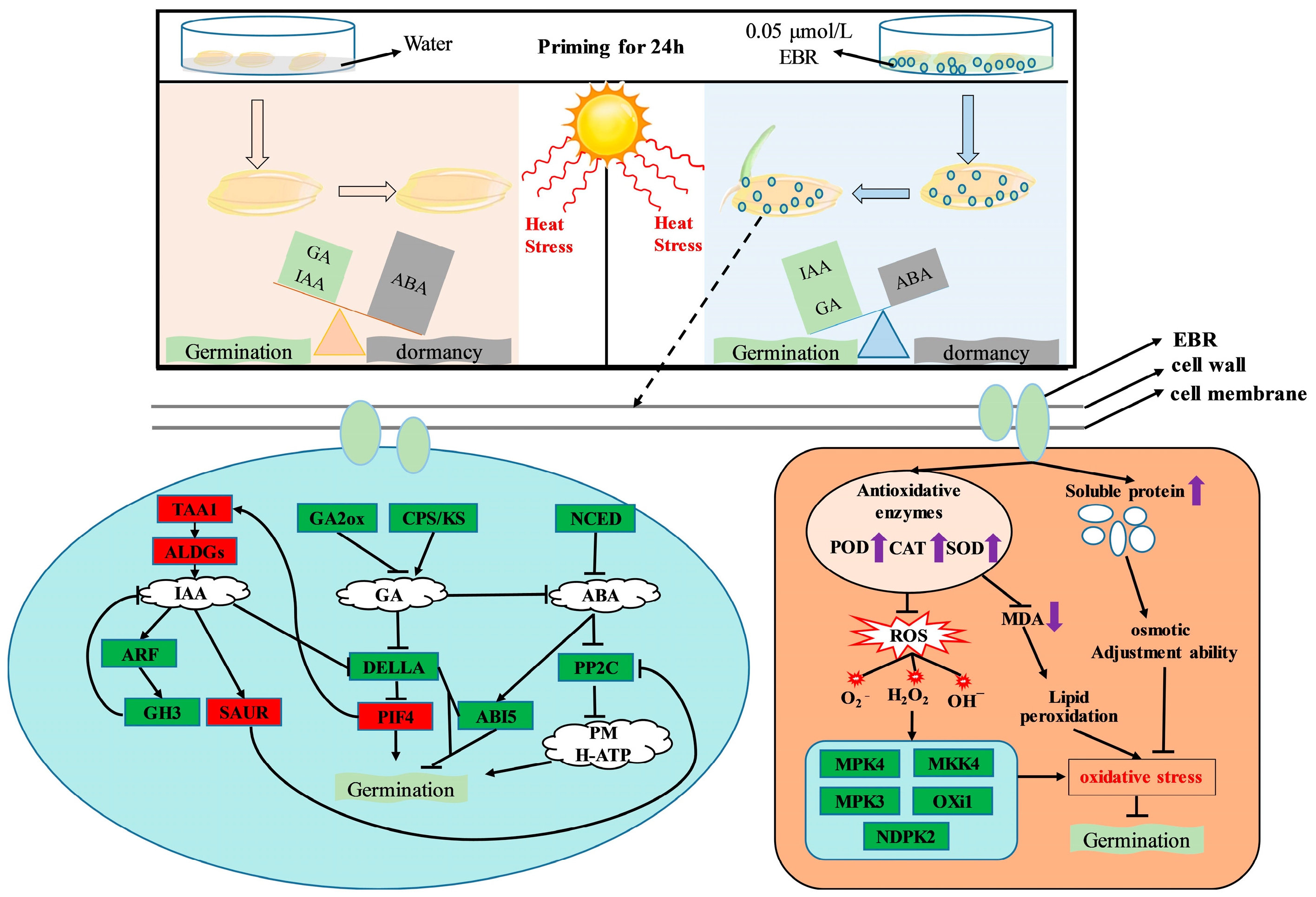 Antioxidants 14 00242 g009