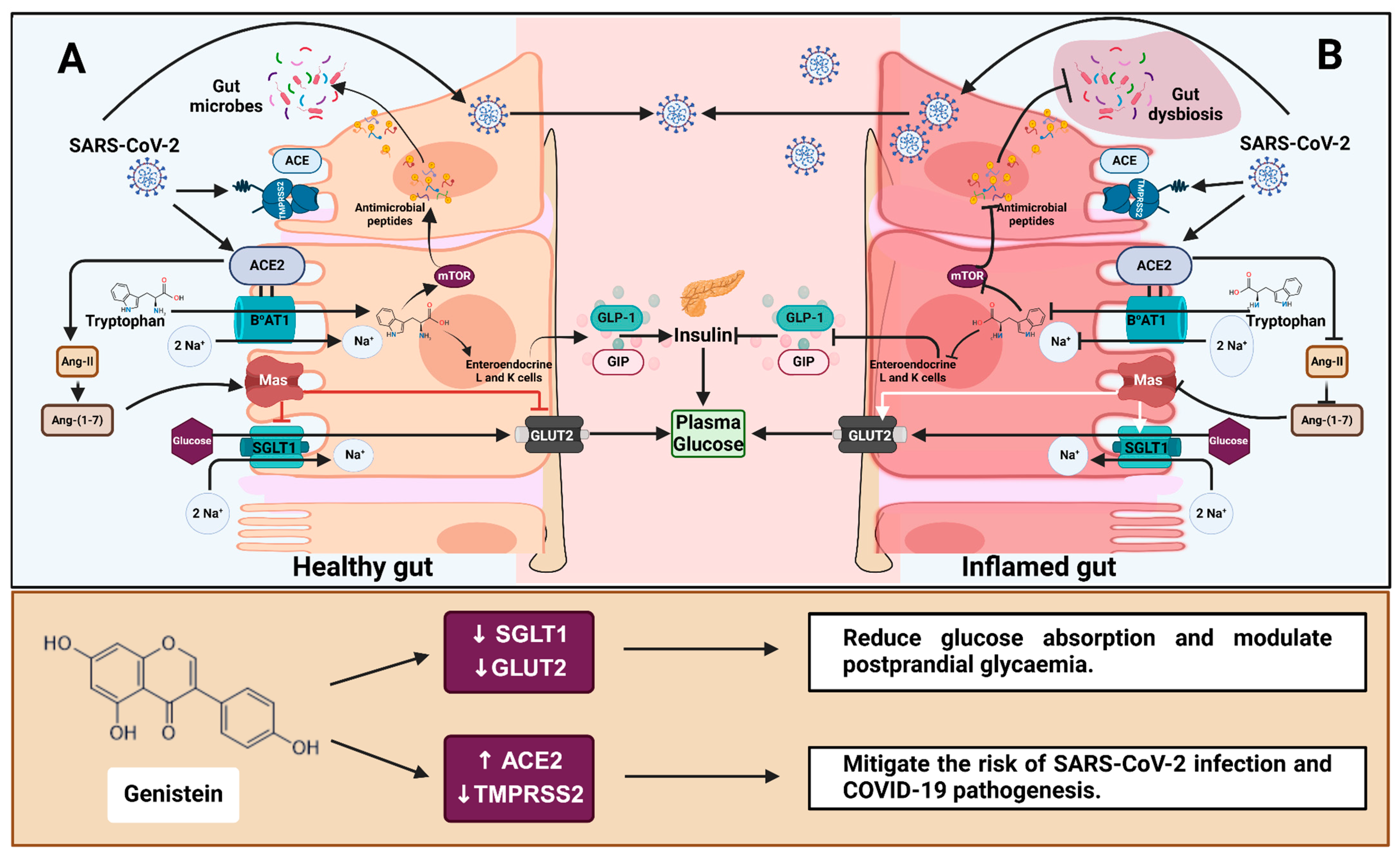 Antioxidants 14 00253 g007 Antioxidants 14 00253 g007