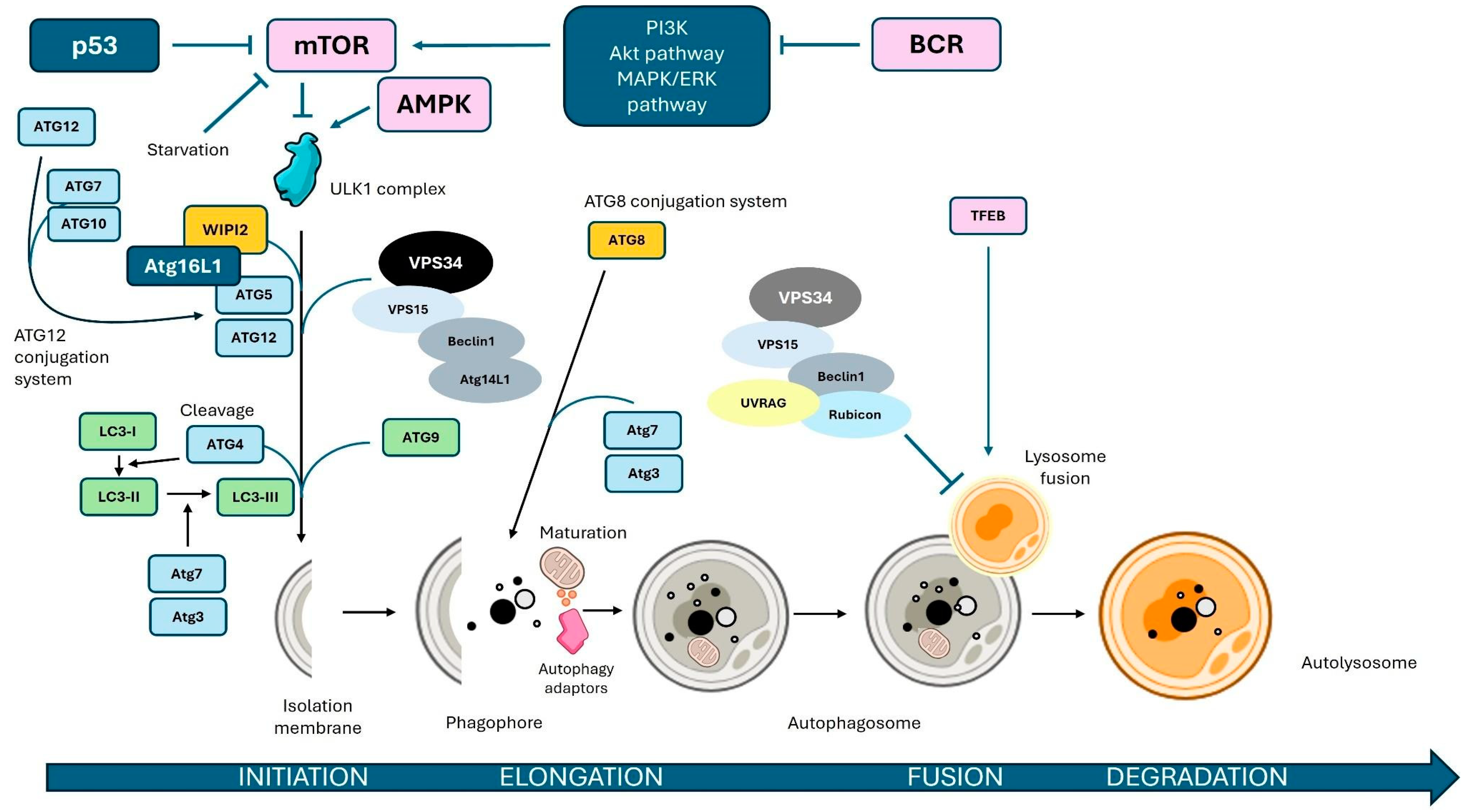 Antioxidants 14 00264 g001 Antioxidants 14 00264 g001