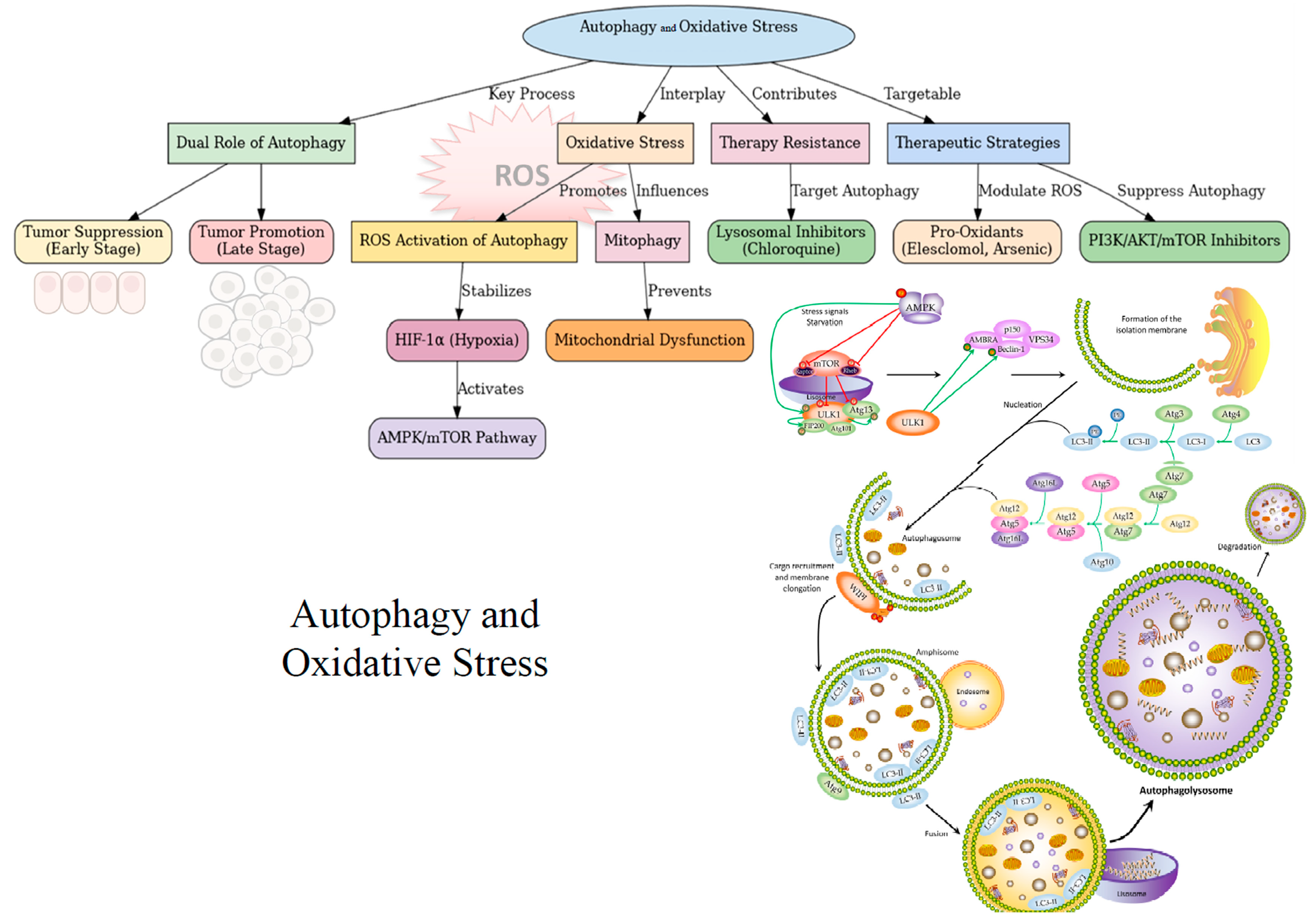 Antioxidants 14 00264 g003 Antioxidants 14 00264 g003