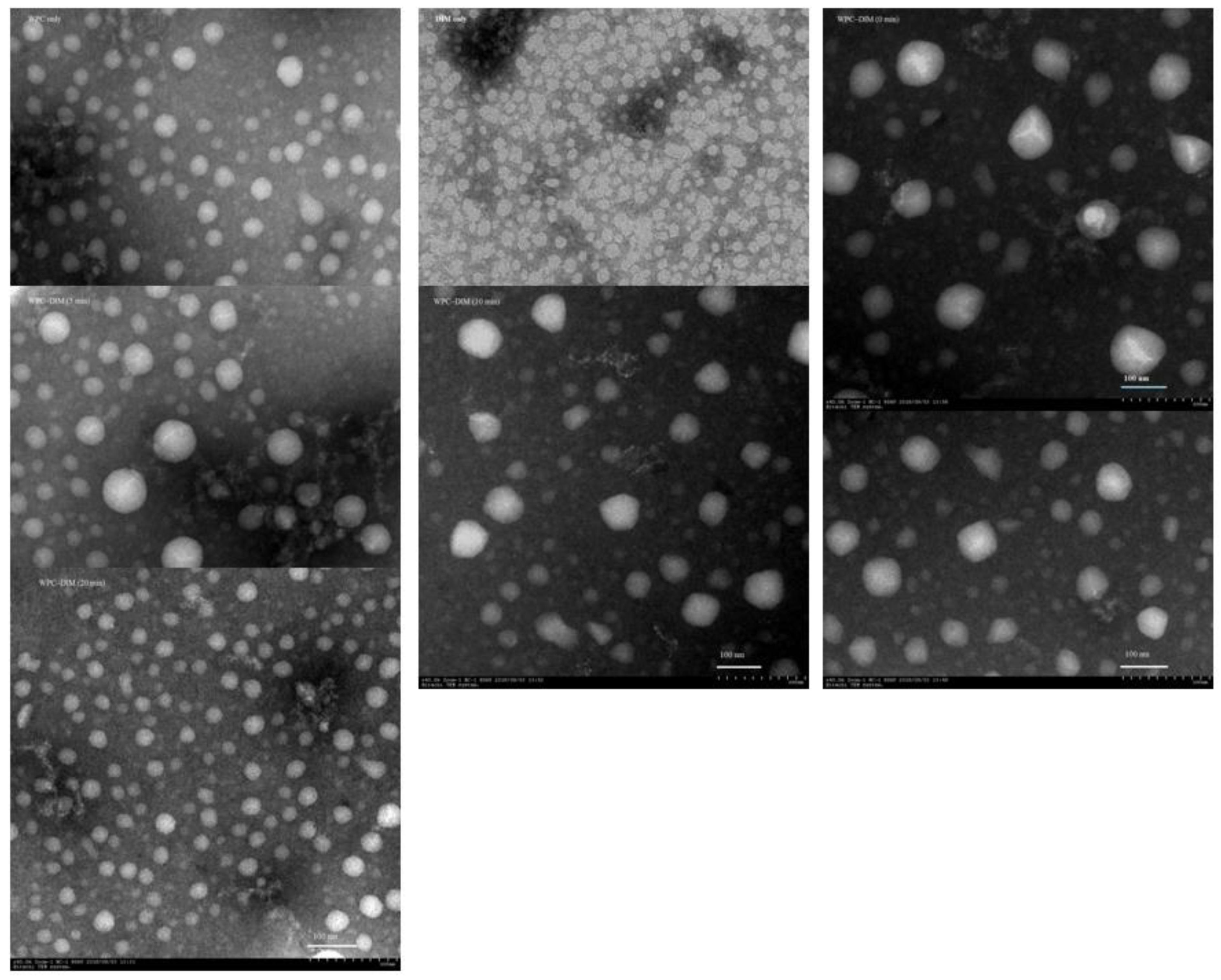 Antioxidants 14 00273 g002 Antioxidants 14 00273 g002