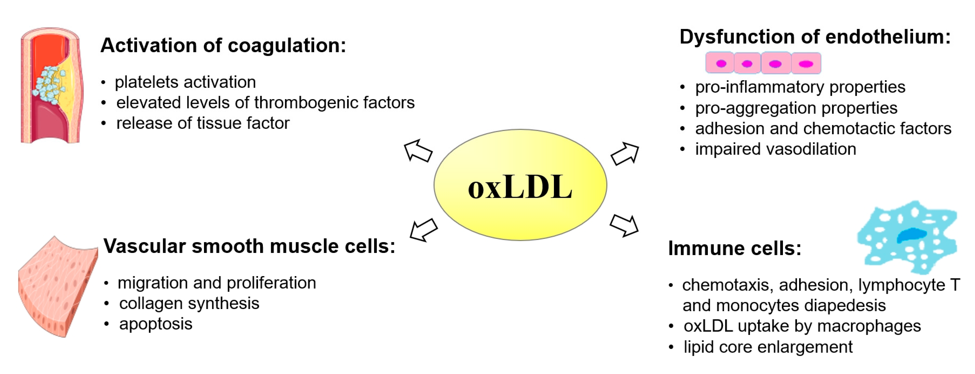 Antioxidants 14 00275 g005 Antioxidants 14 00275 g005