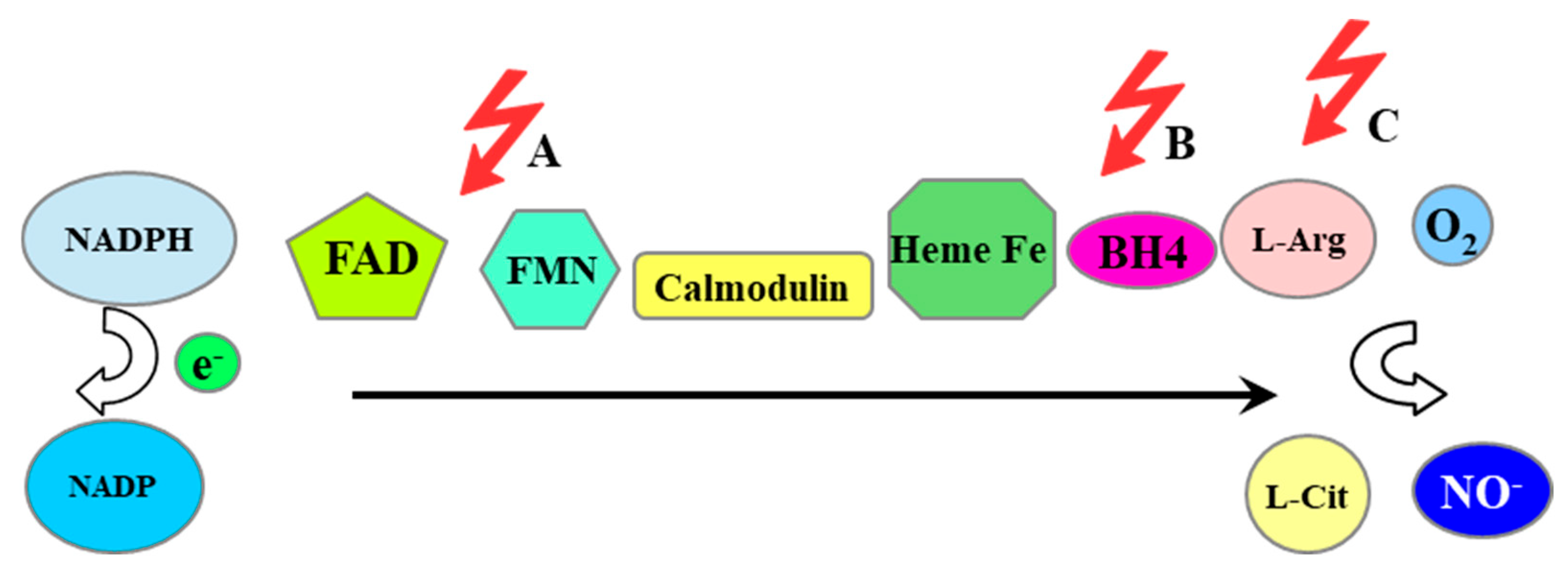 Antioxidants 14 00275 g007 Antioxidants 14 00275 g007