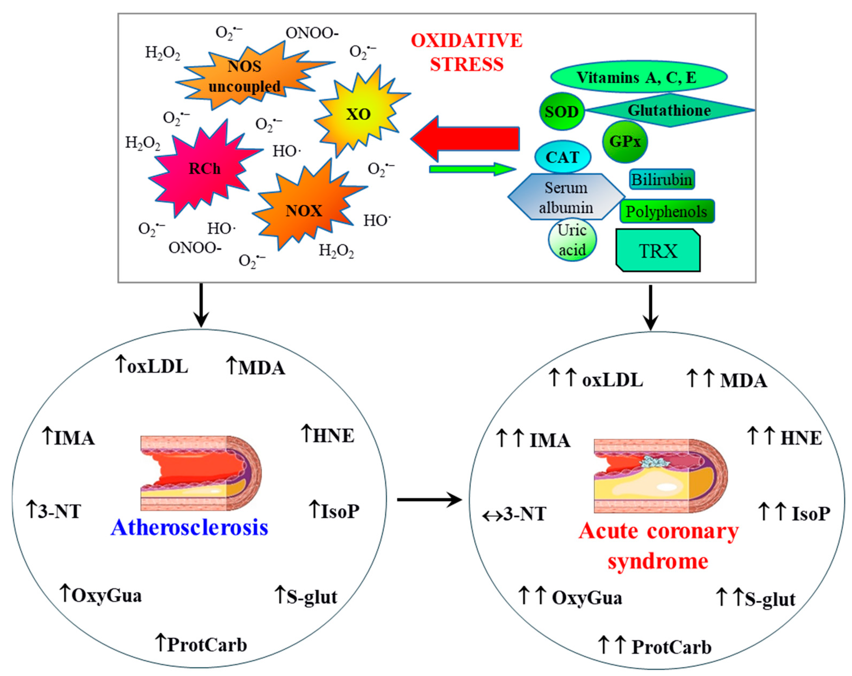 Antioxidants 14 00275 g008 Antioxidants 14 00275 g008