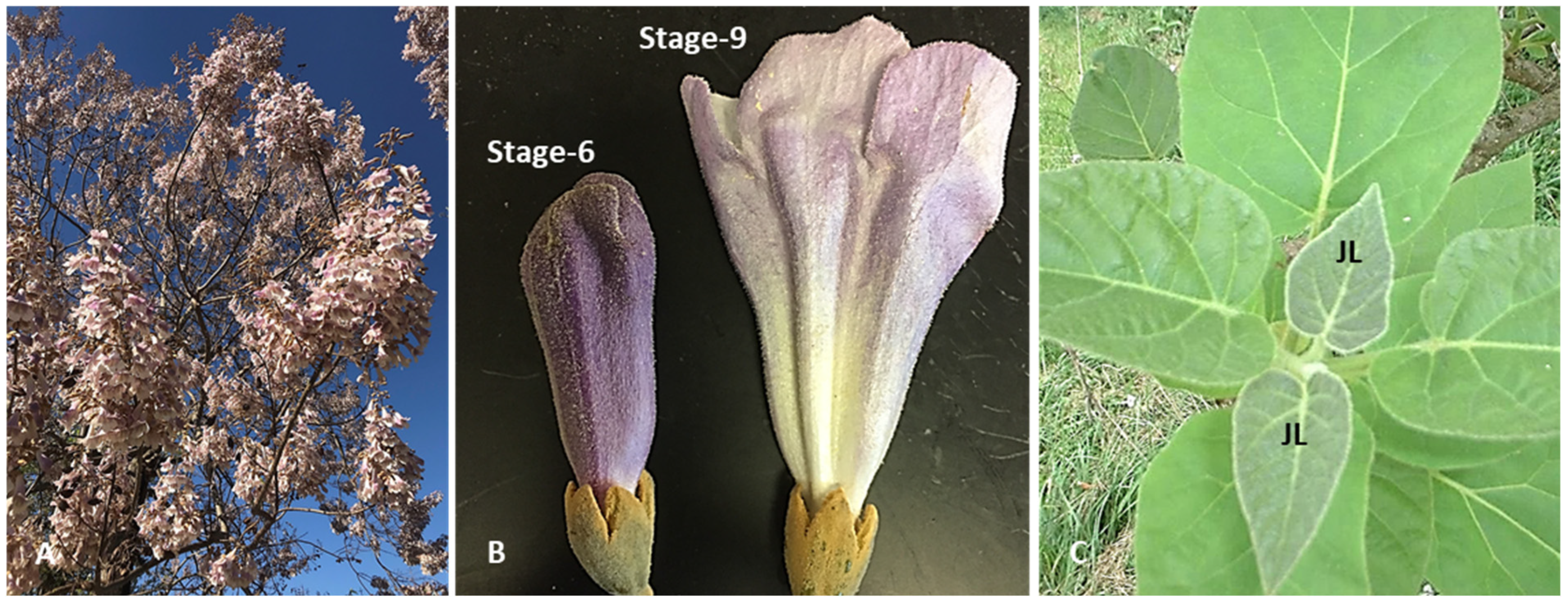 Antioxidants 14 00280 g001 Antioxidants 14 00280 g001