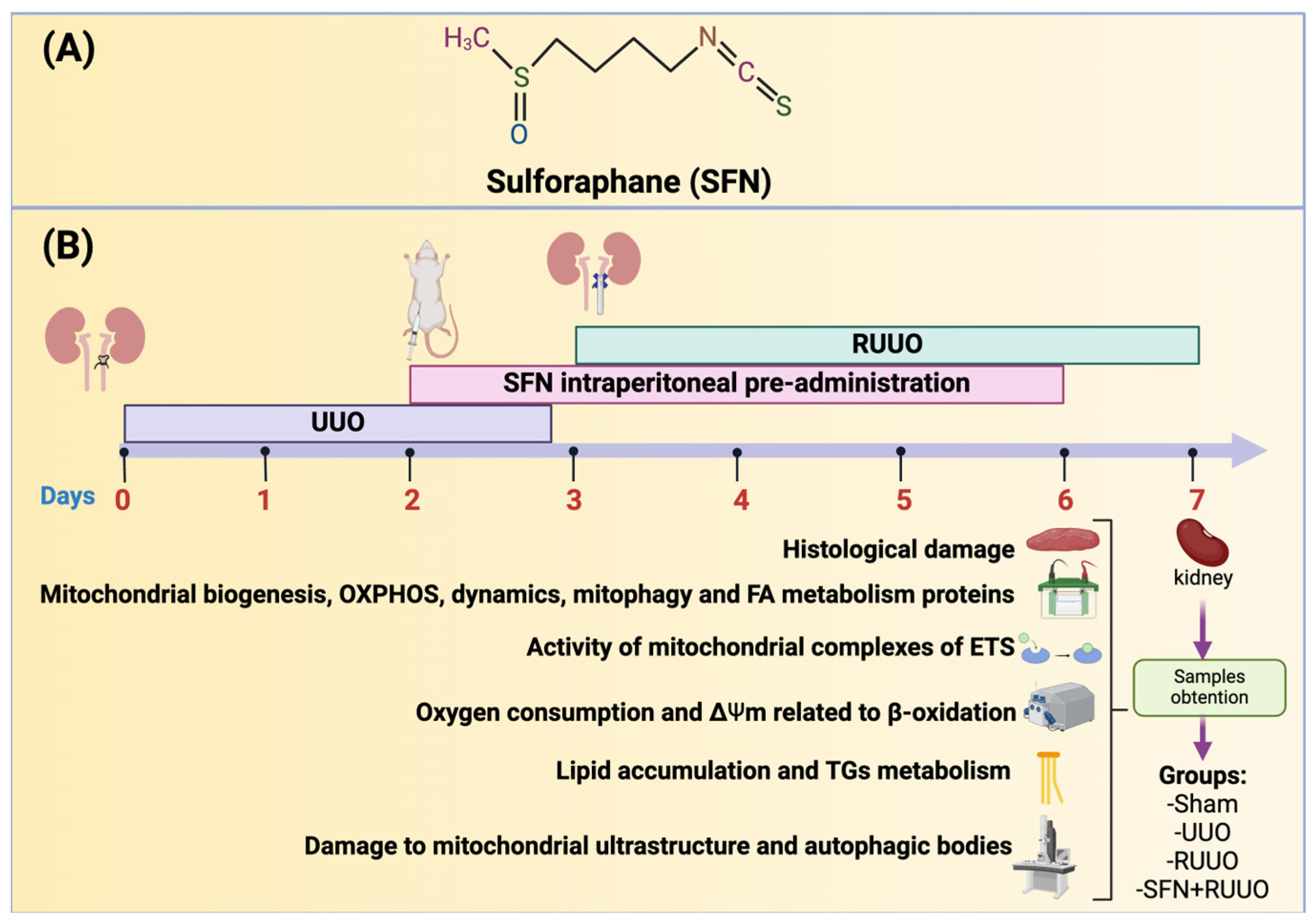 Antioxidants 14 00288 g001
