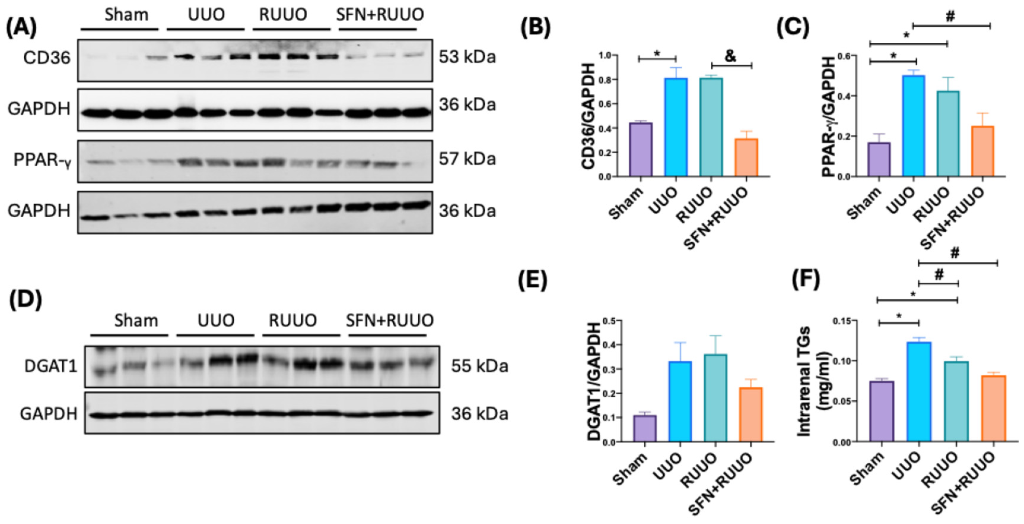 Antioxidants 14 00288 g007