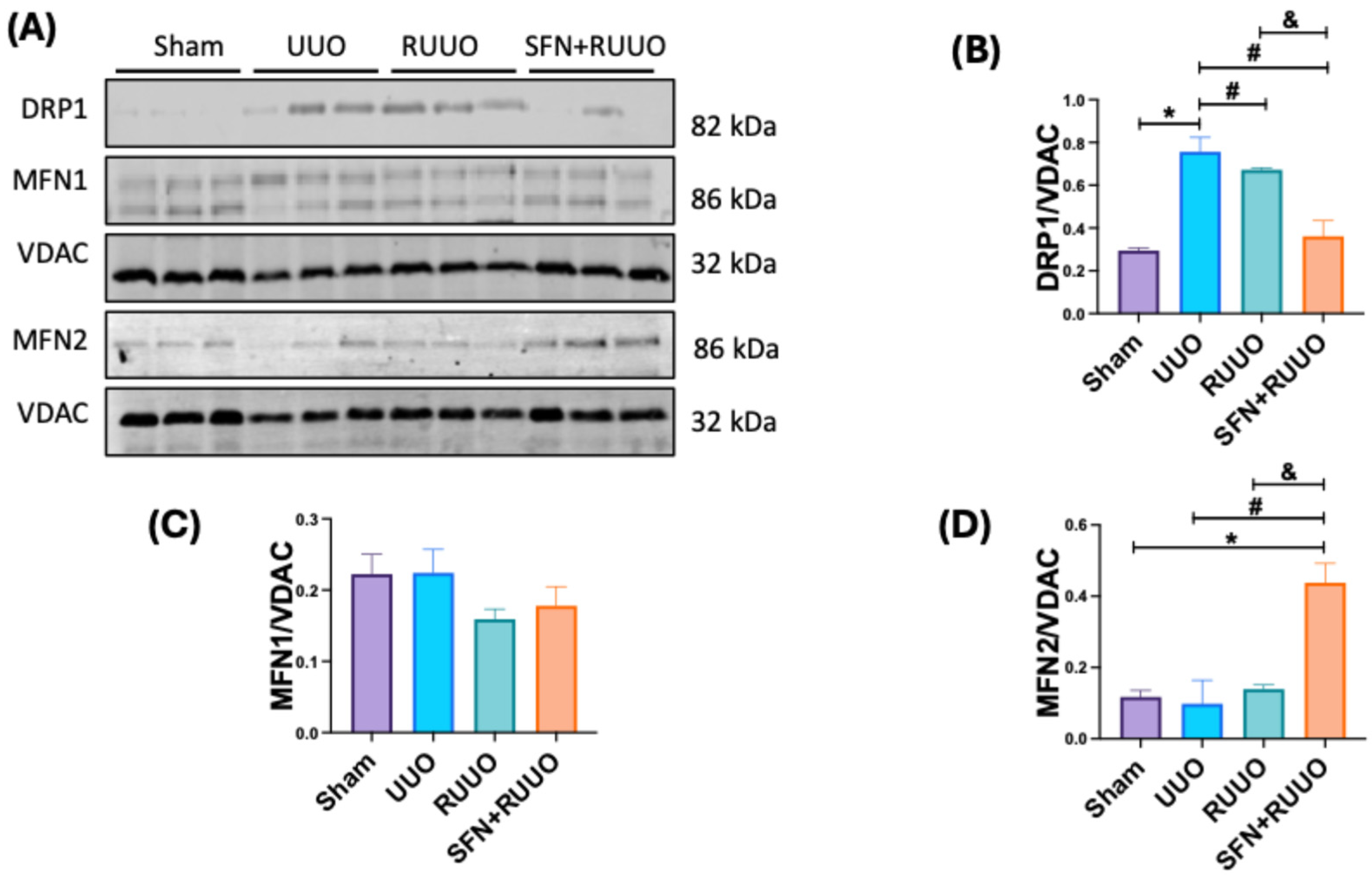 Antioxidants 14 00288 g008