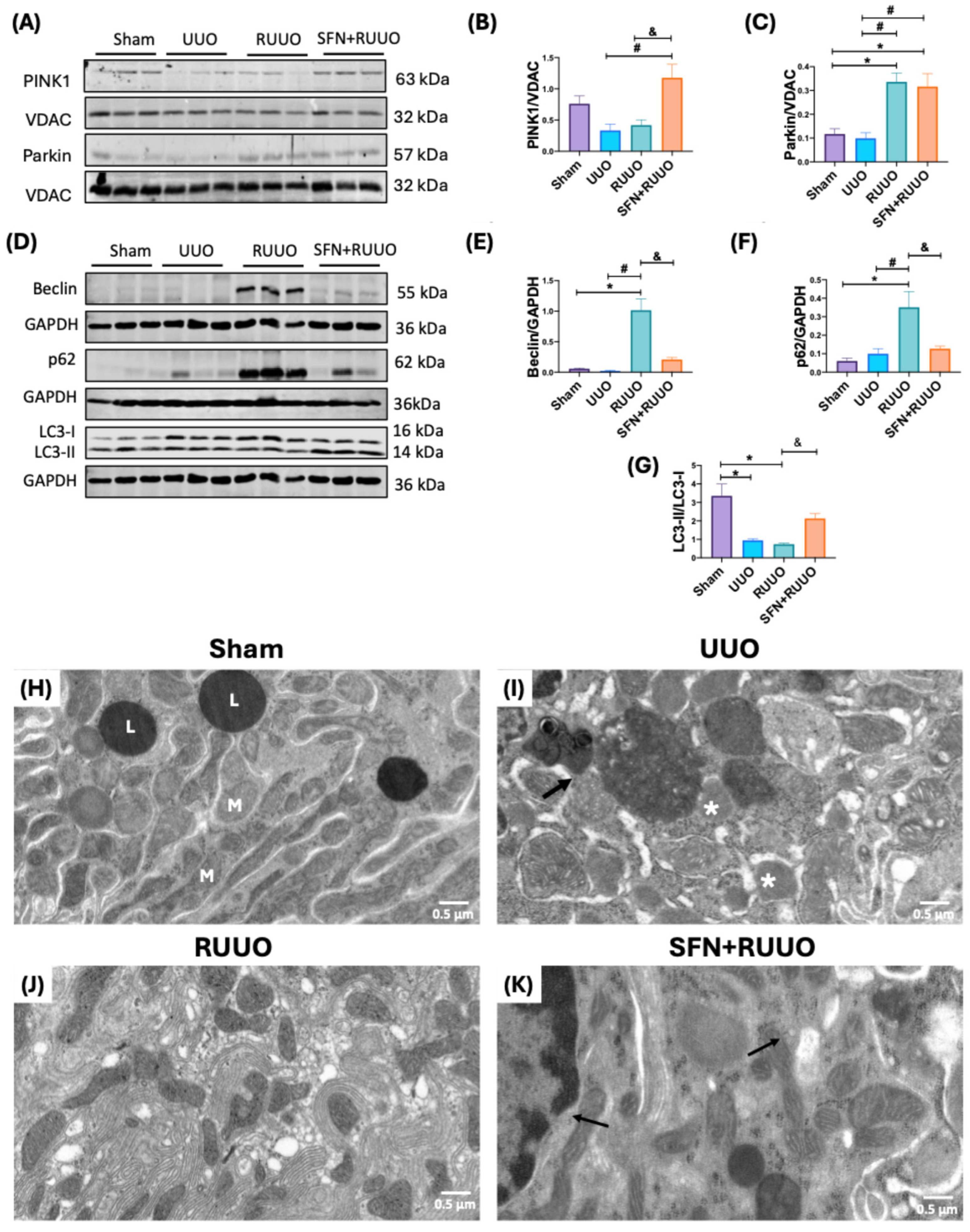 Antioxidants 14 00288 g009