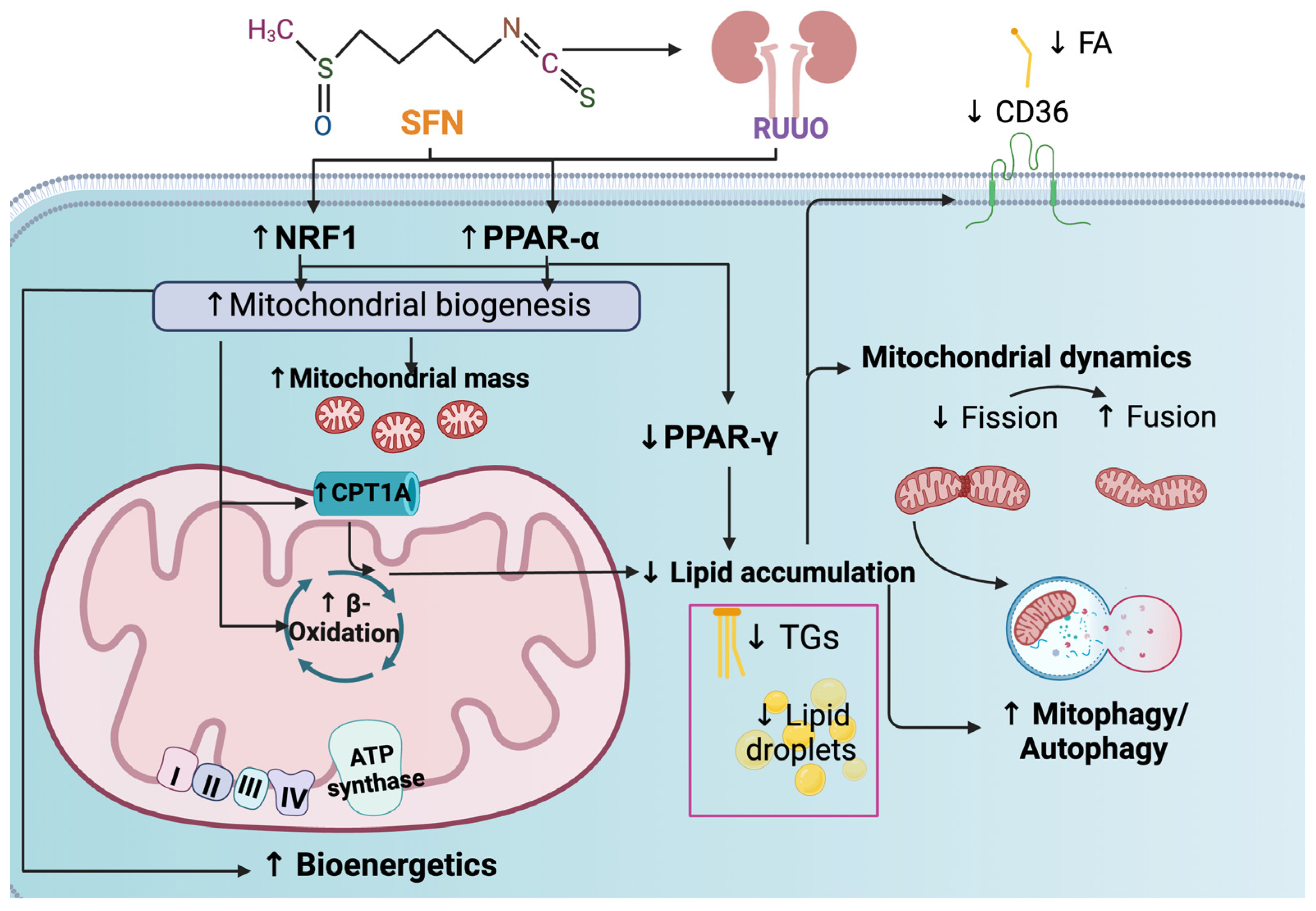 Antioxidants 14 00288 g010