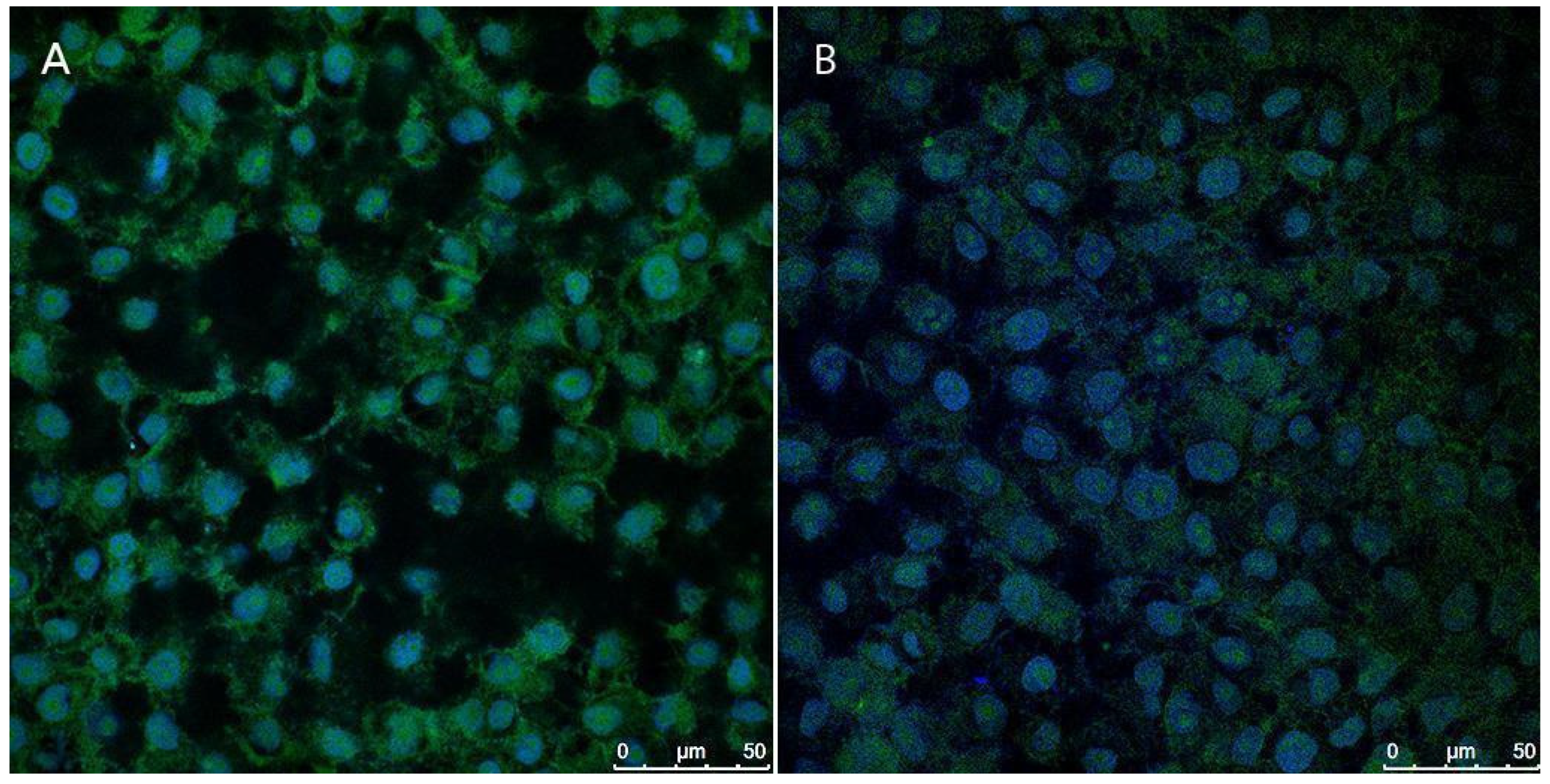 Antioxidants 14 00290 g014