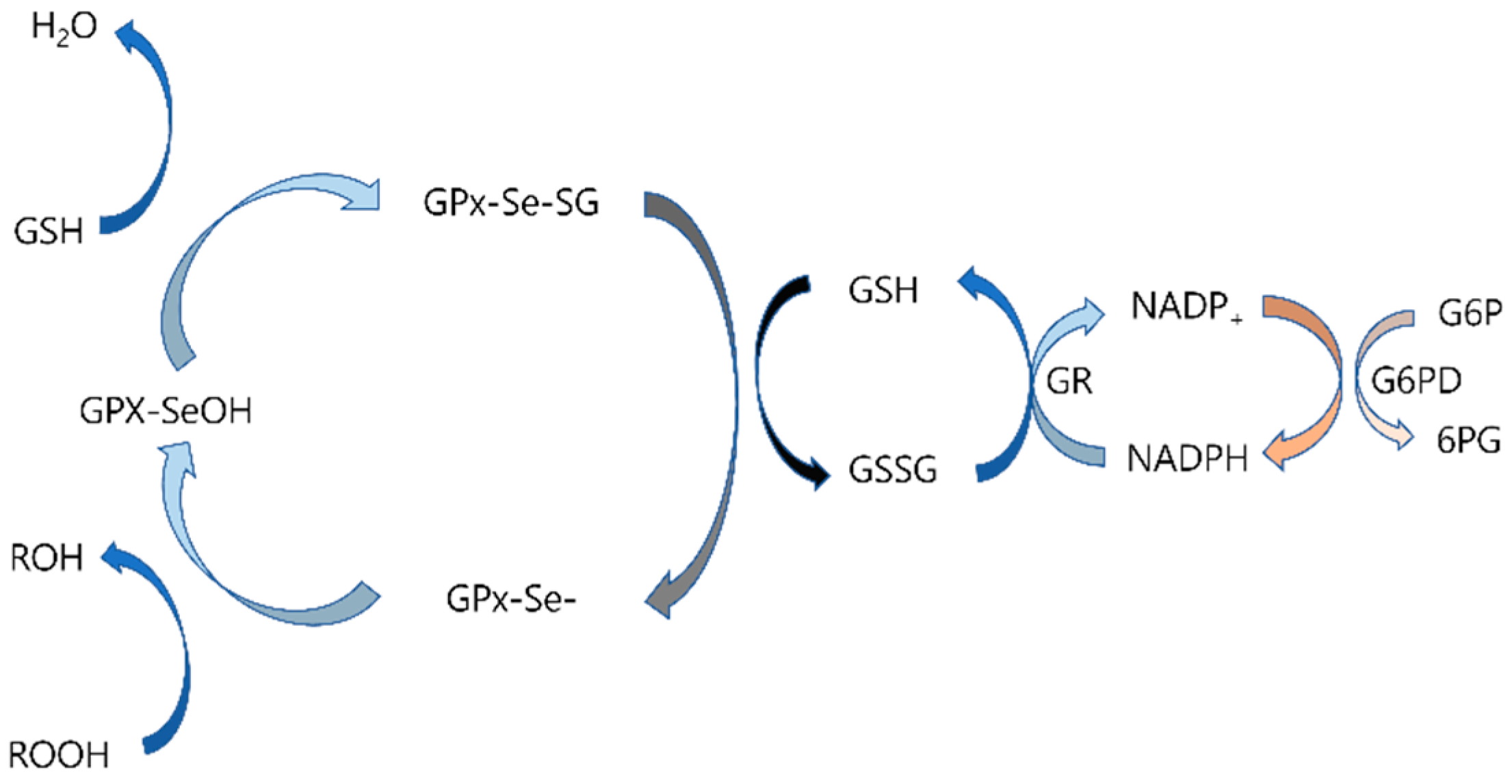 Antioxidants 14 00294 g002 Antioxidants 14 00294 g002