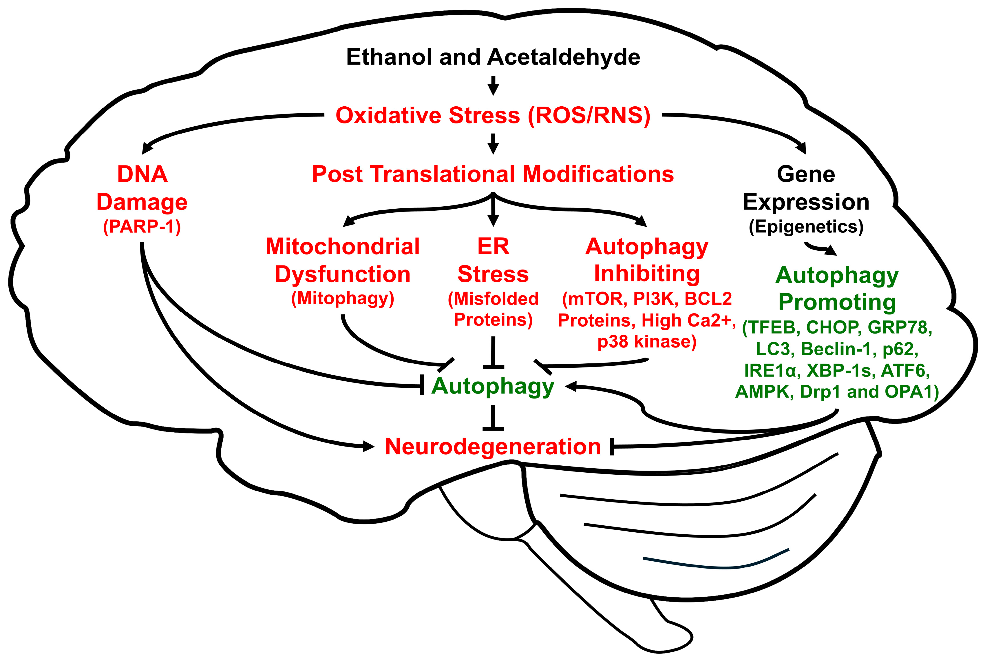 Antioxidants 14 00302 g001