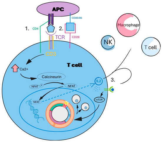 Overview of Oxidative Stress in Systemic Lupus Erythematosus