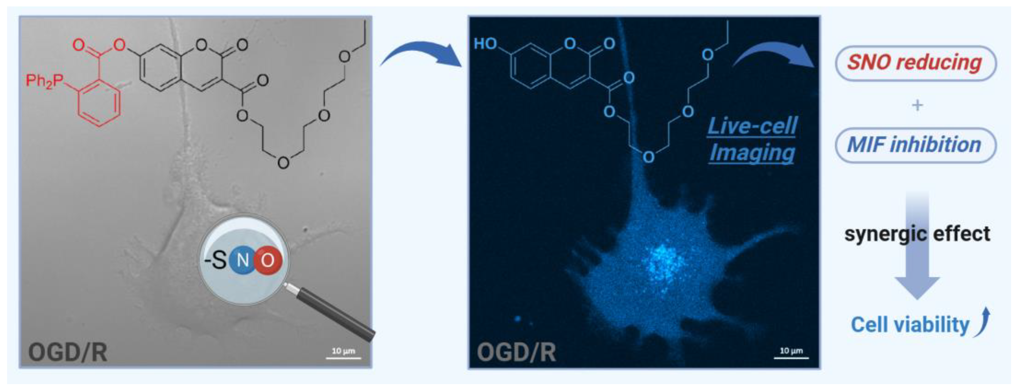 Antioxidants 14 00311 g001