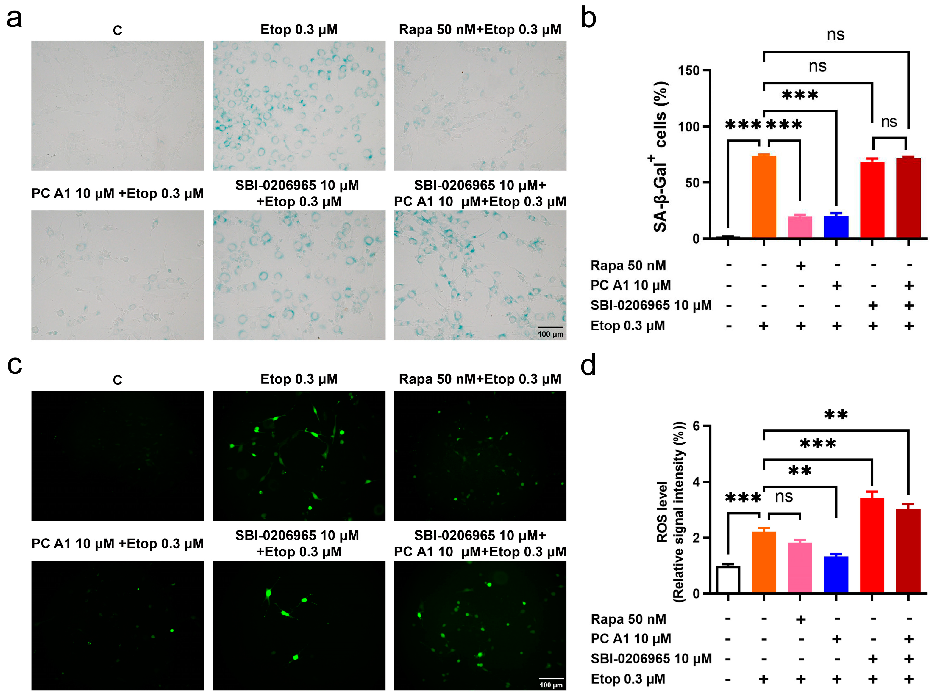 Antioxidants 14 00322 g007