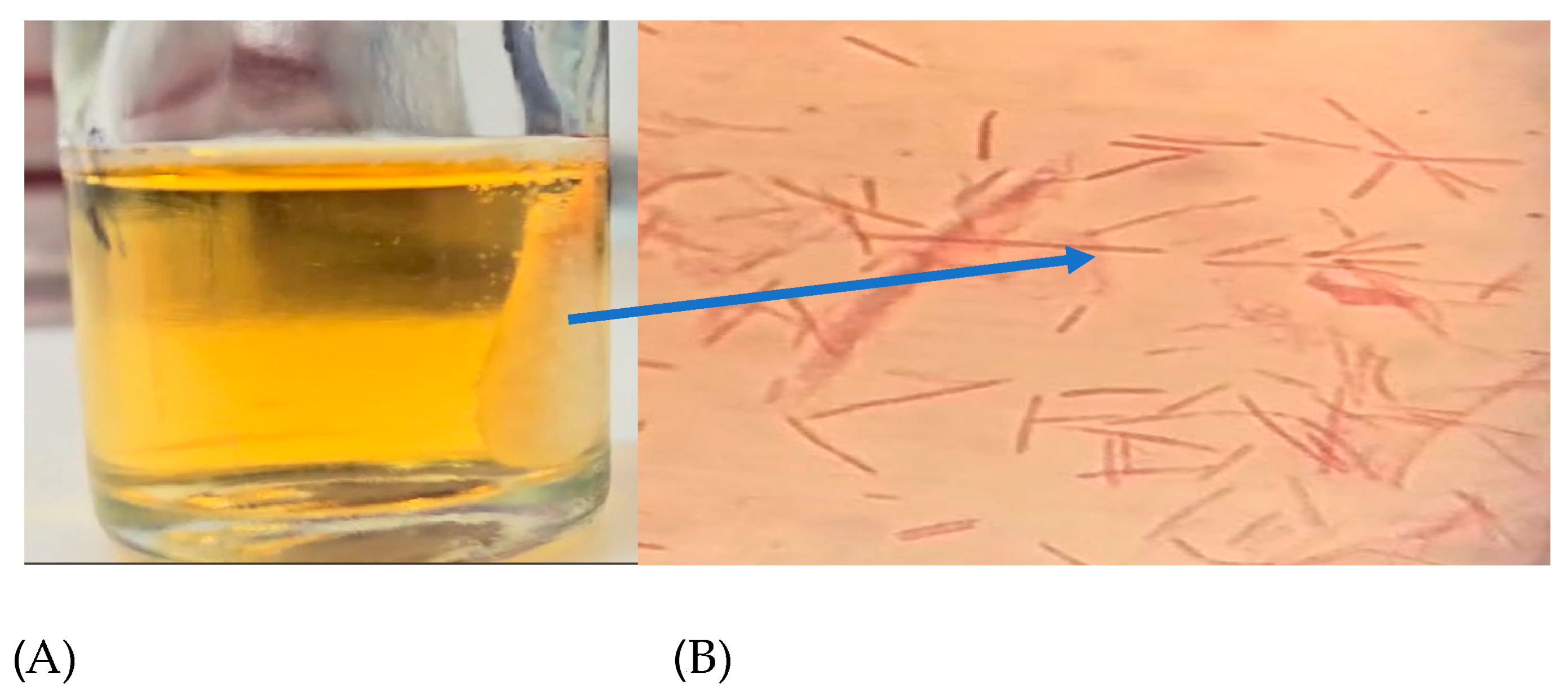 Antioxidants 14 00323 g002