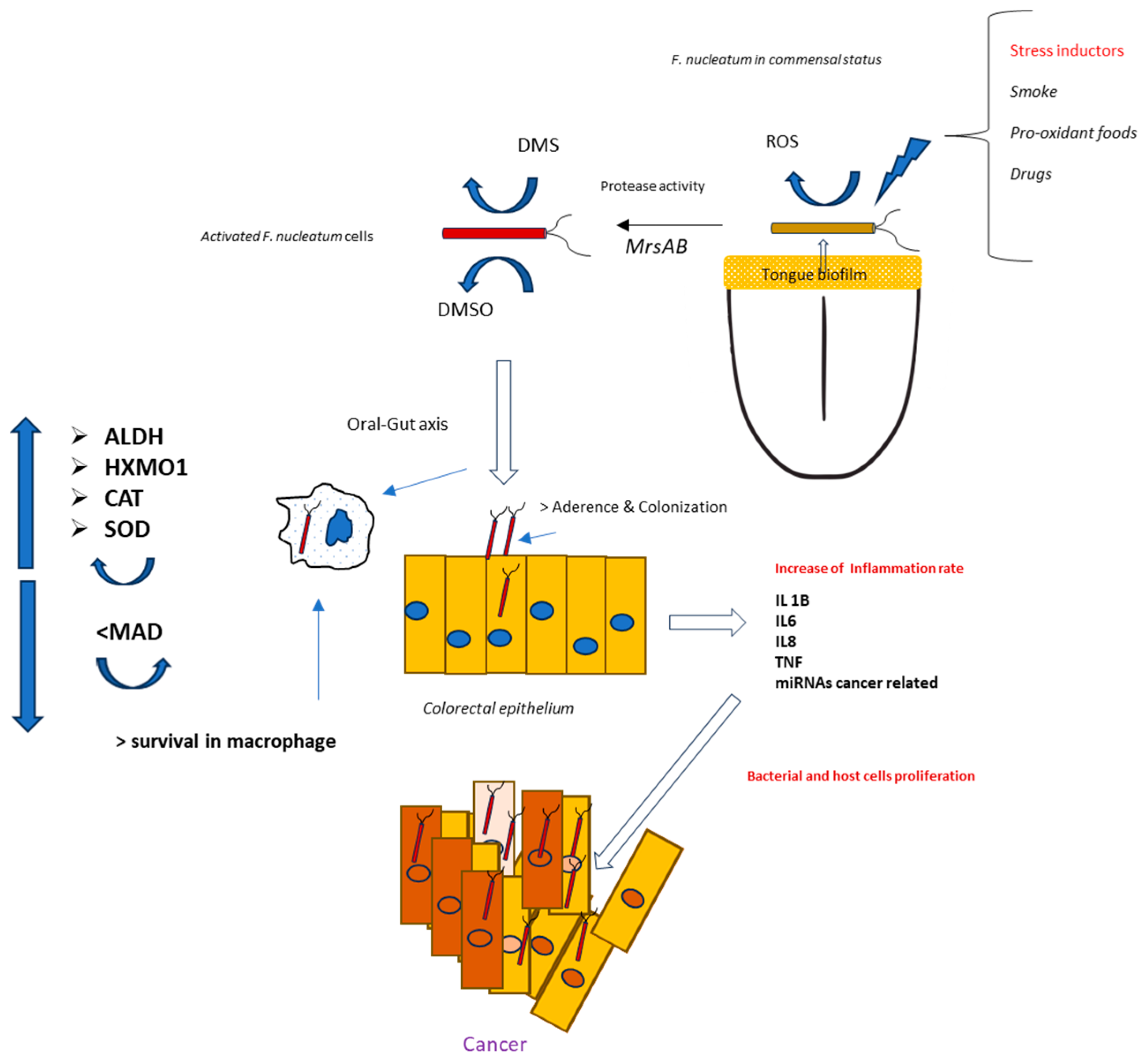 Antioxidants 14 00323 g009