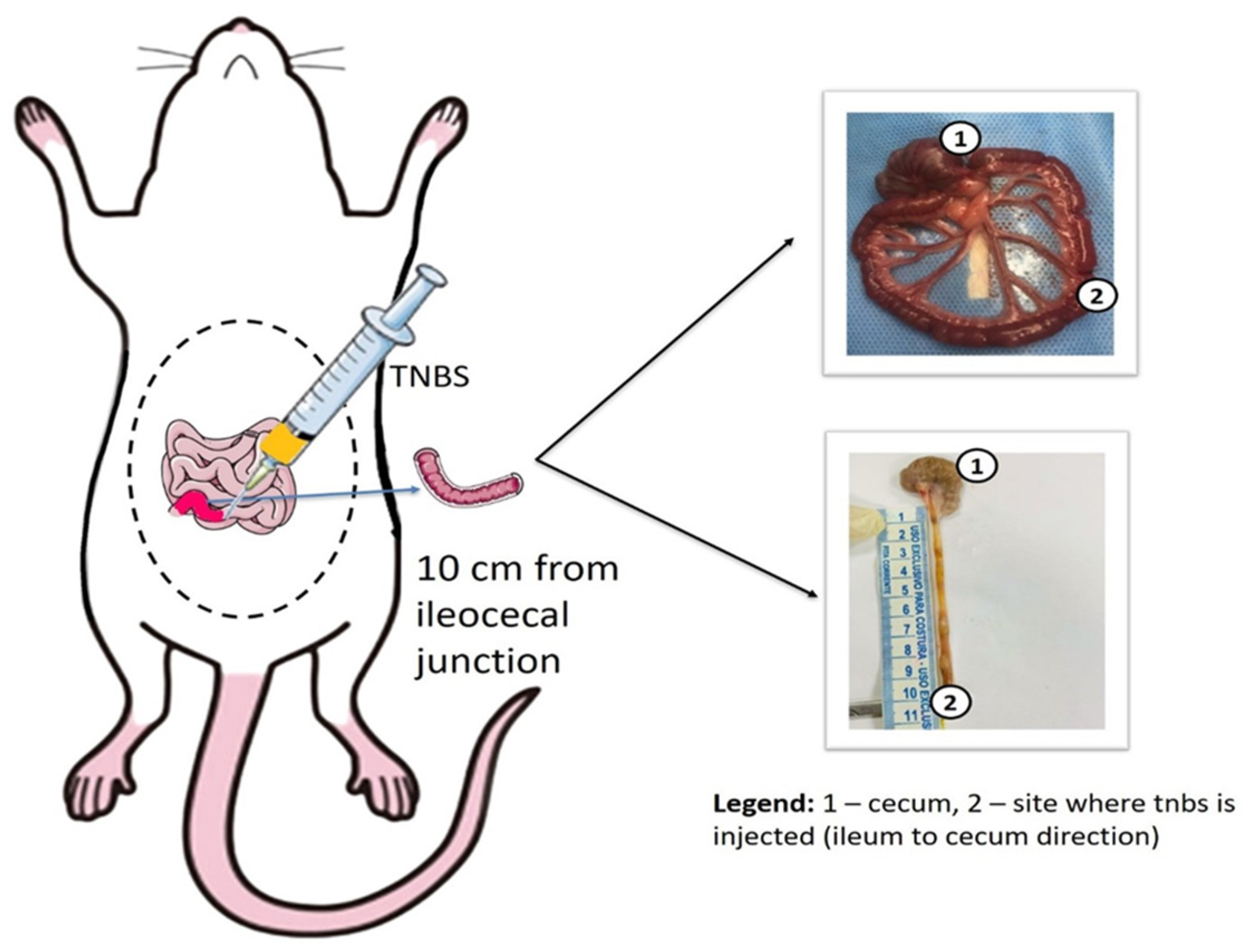 Antioxidants 14 00328 g002