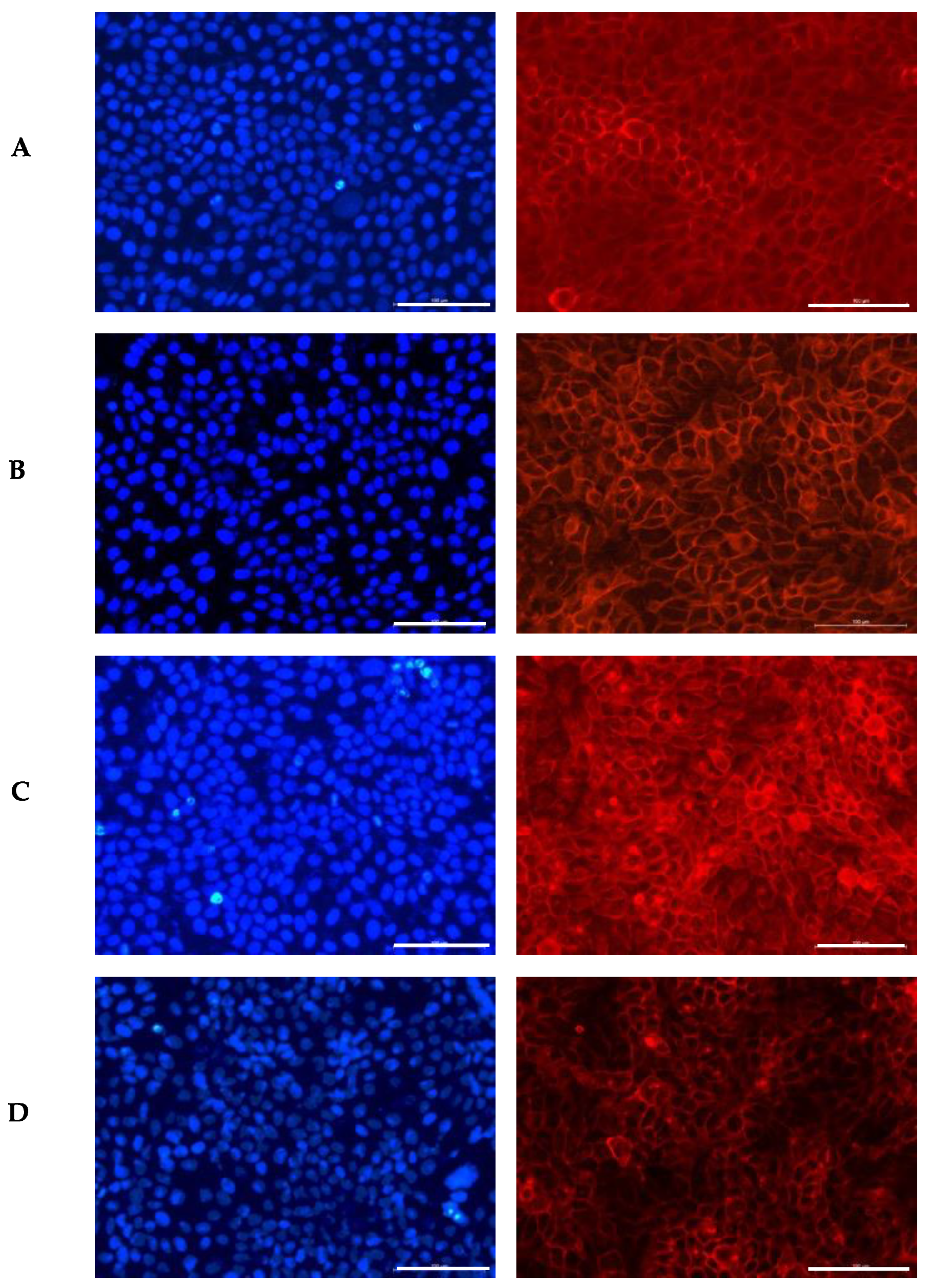 Antioxidants 14 00338 g001