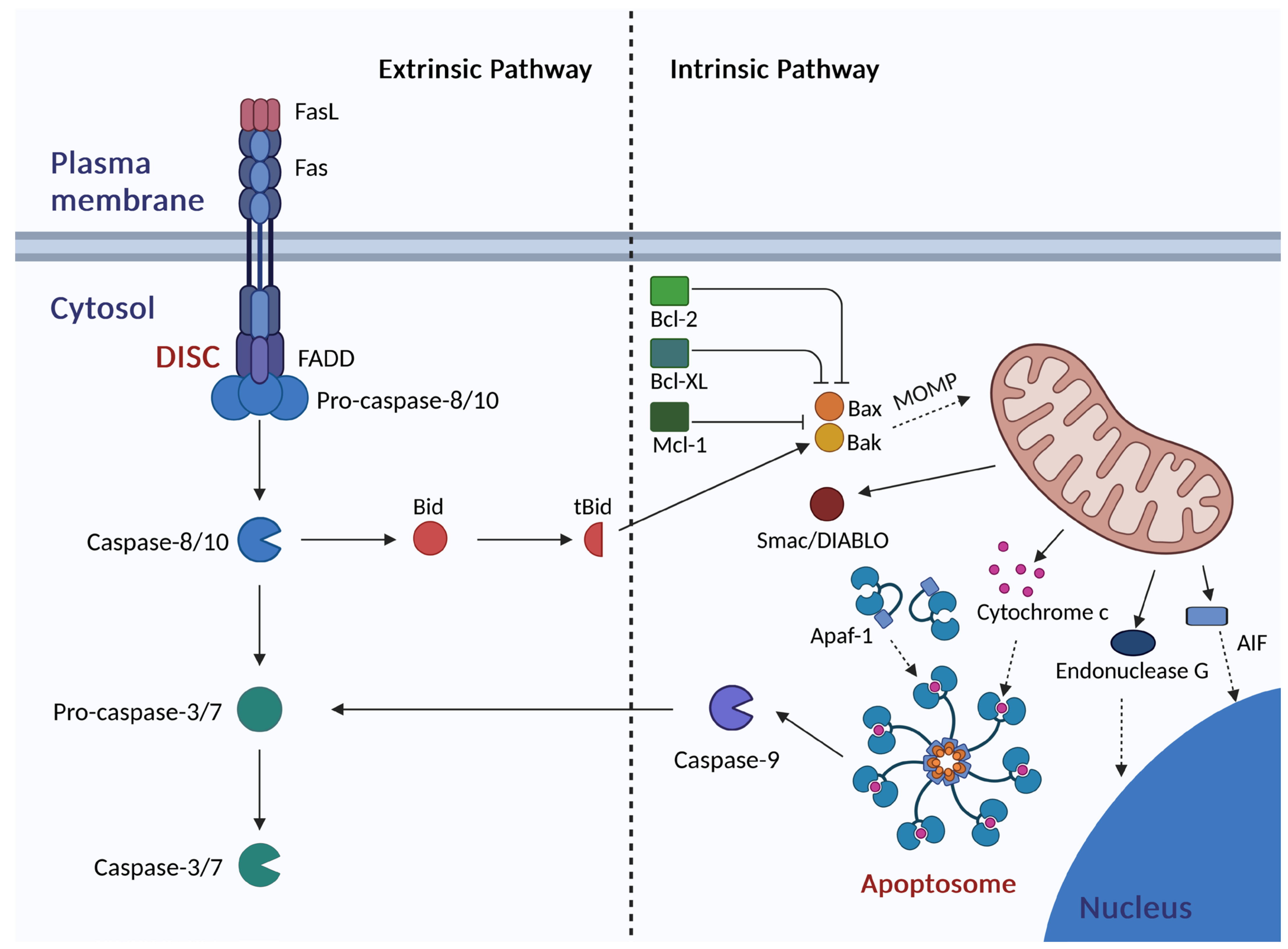 Antioxidants 14 00339 g006