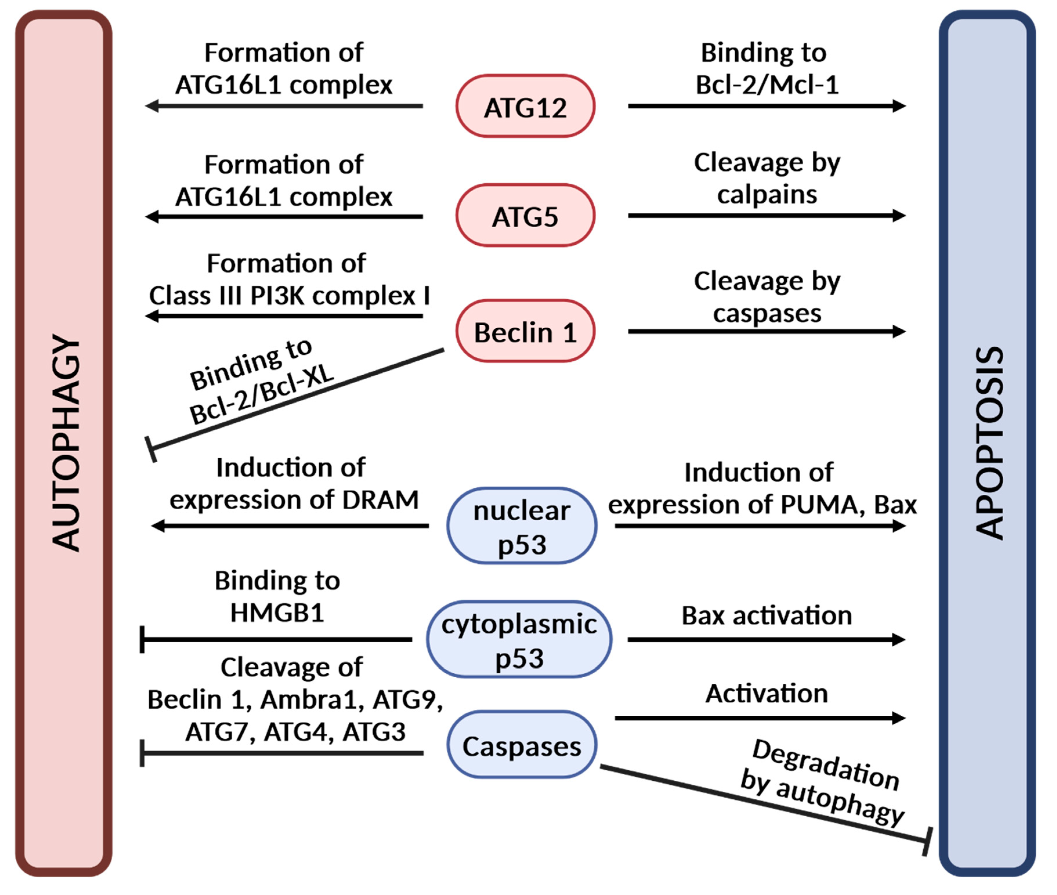 Antioxidants 14 00339 g007
