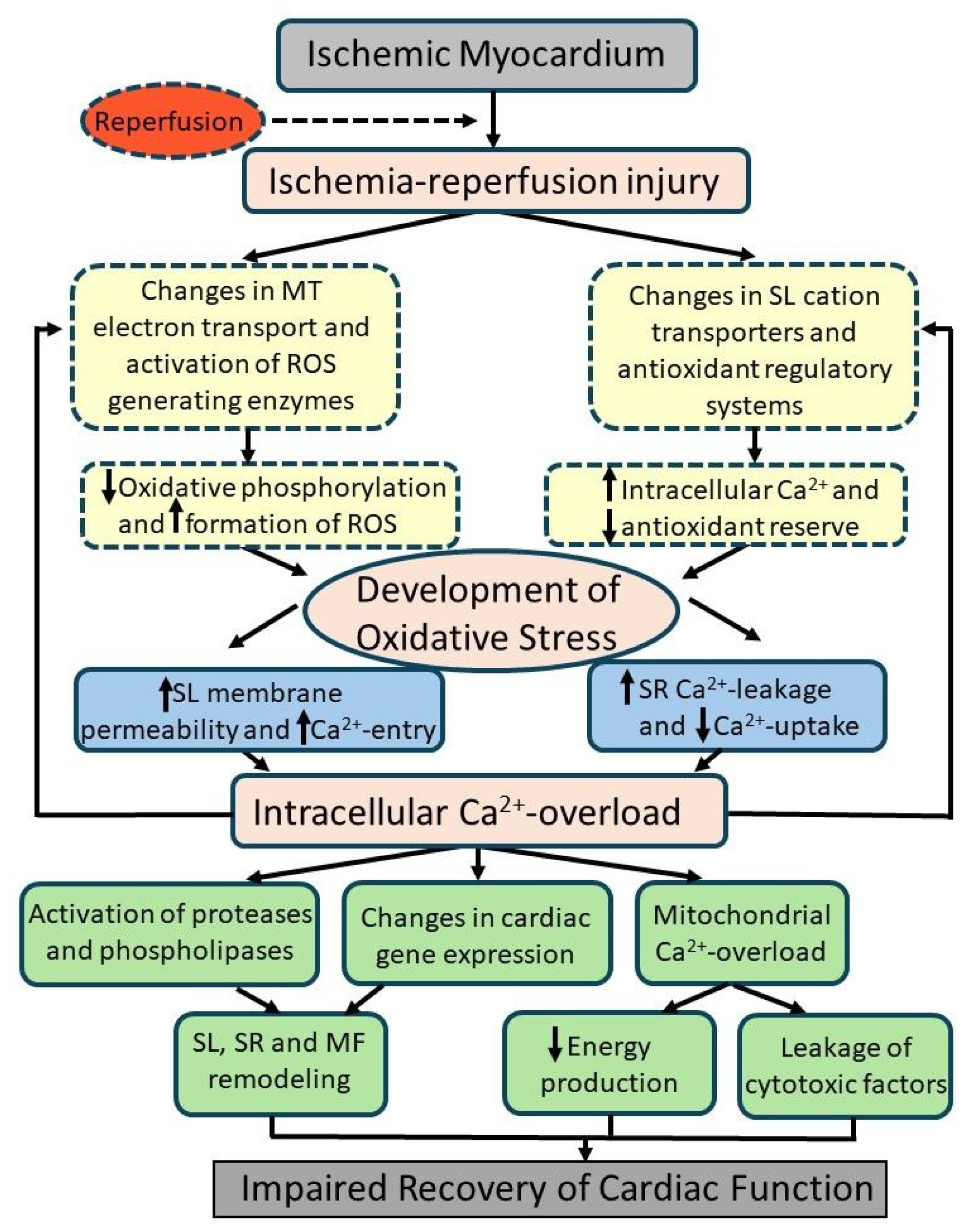 Antioxidants 14 00340 g001