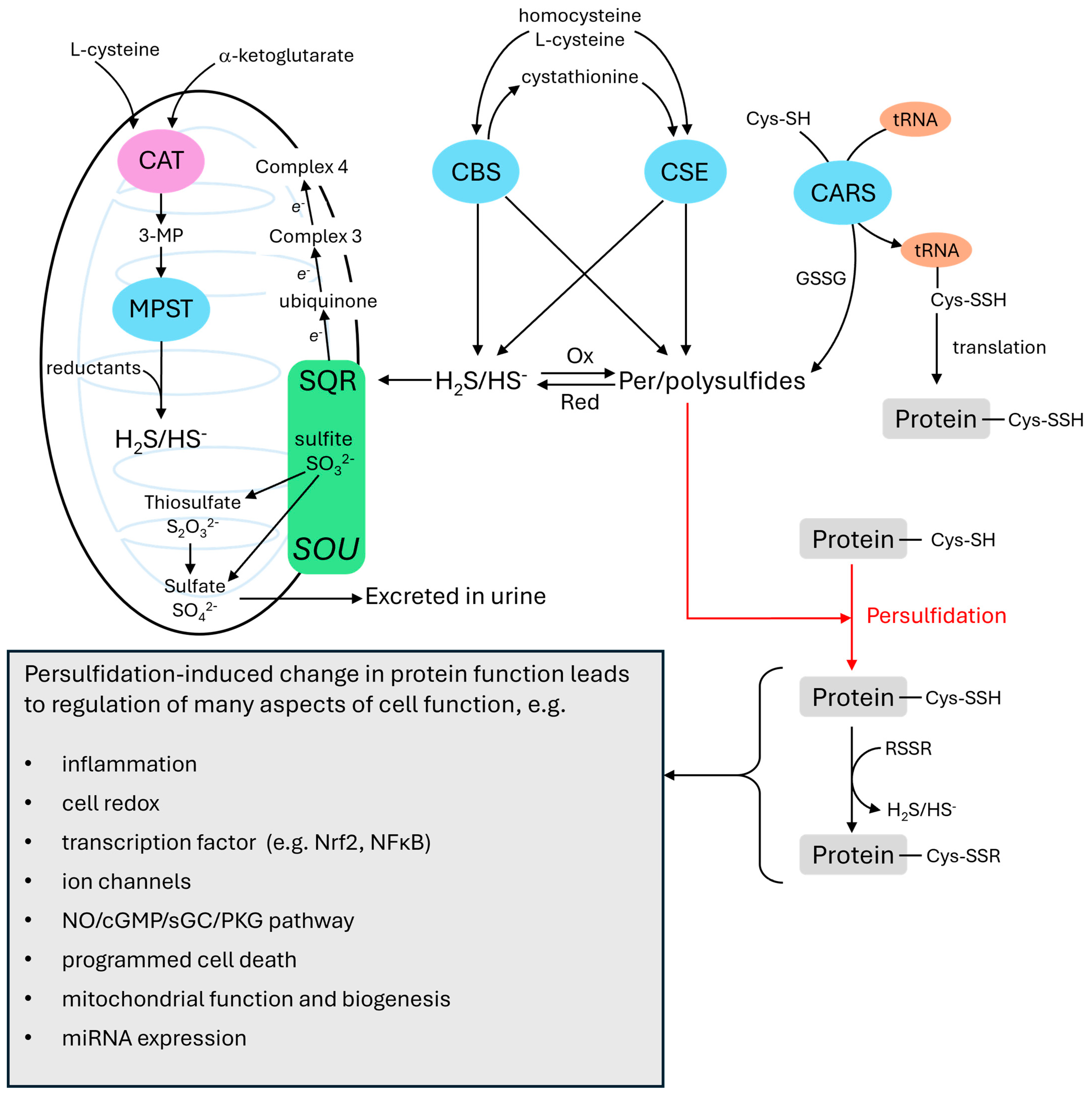 Antioxidants 14 00341 g001