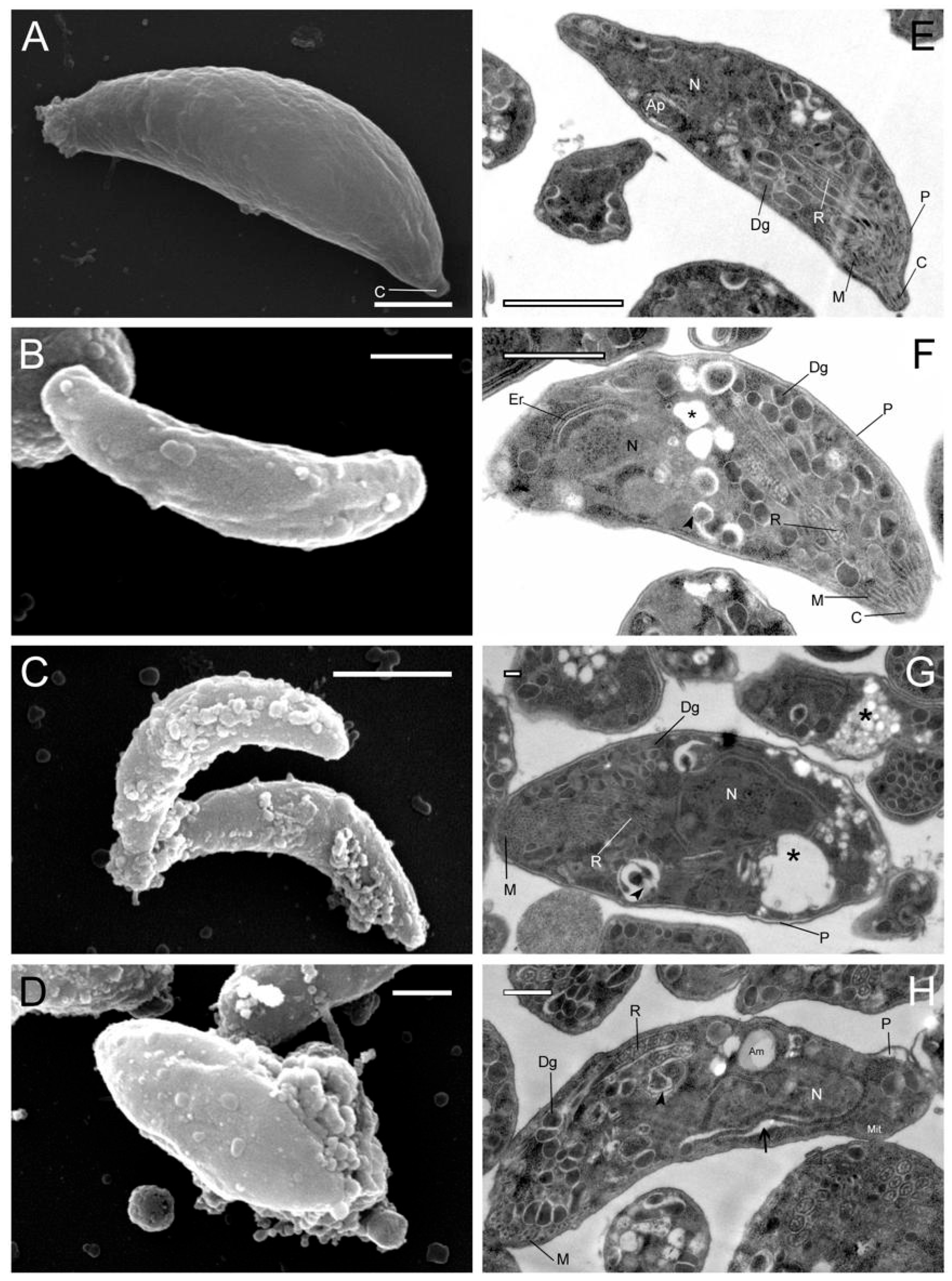 Antioxidants 14 00342 g002