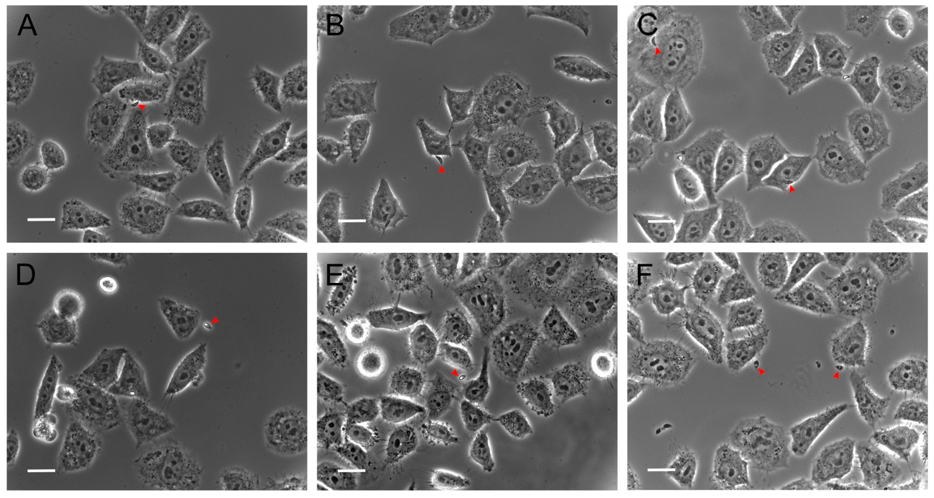 Antioxidants 14 00342 g003