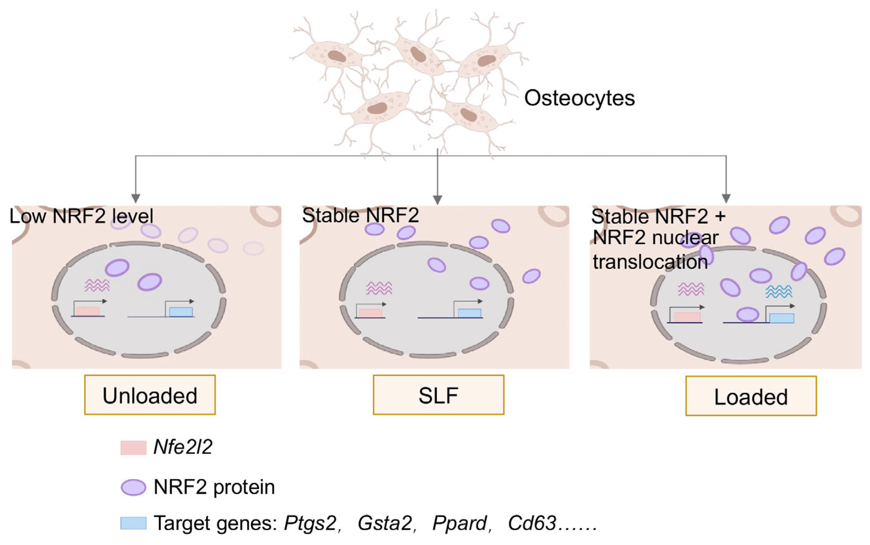 Antioxidants 14 00346 g006