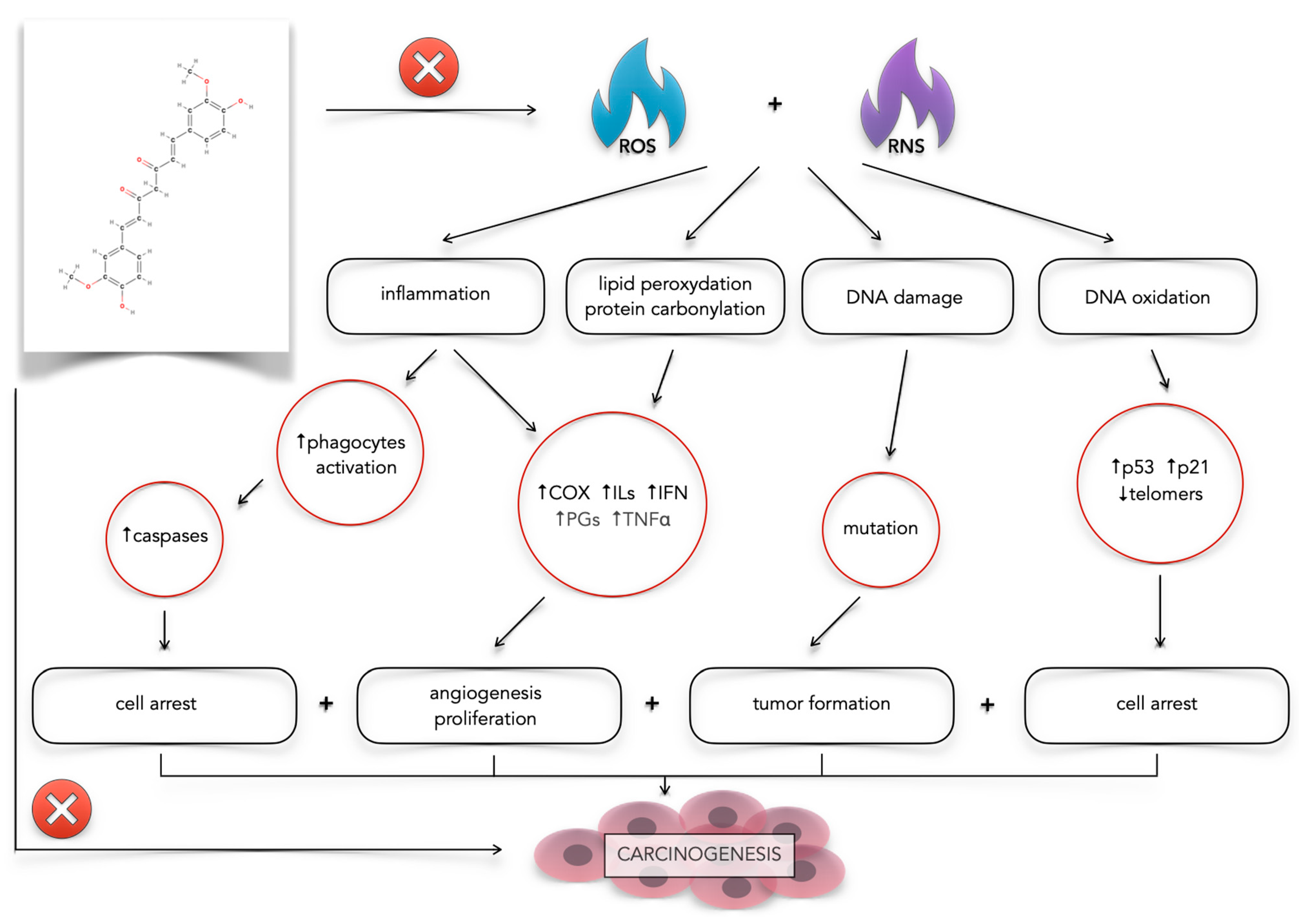 Antioxidants 14 00351 g002
