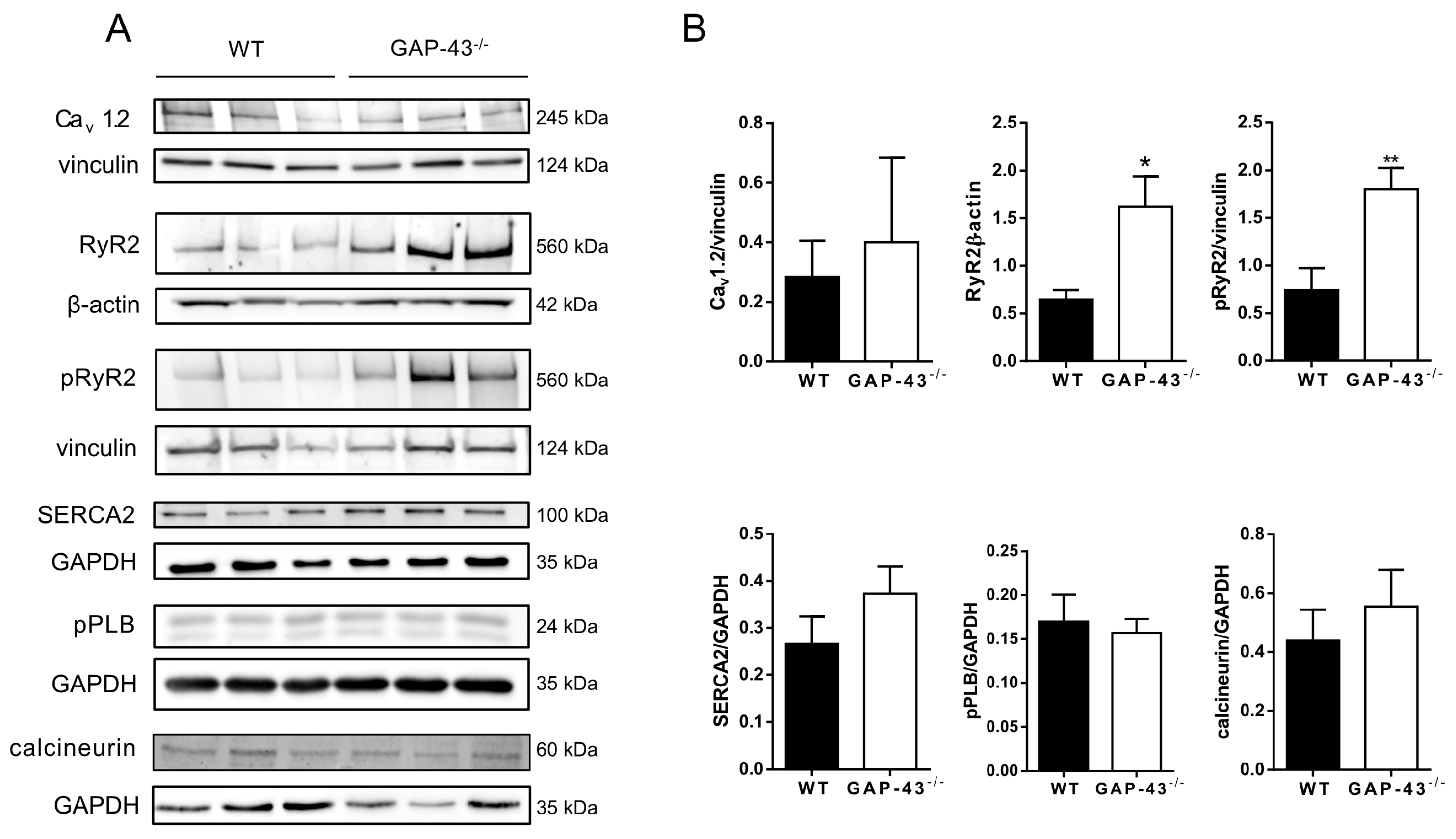 Antioxidants 14 00361 g005