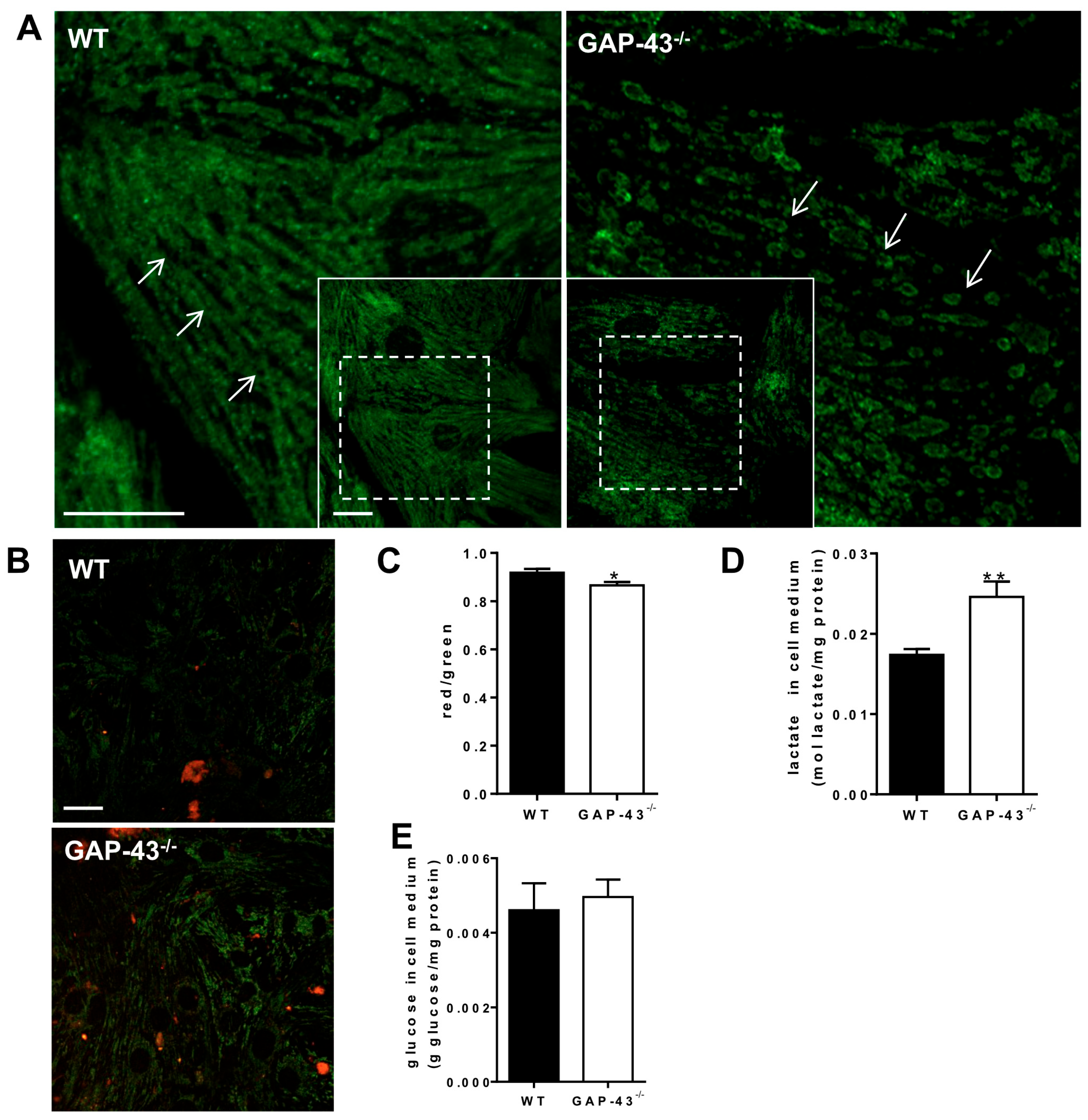 Antioxidants 14 00361 g007