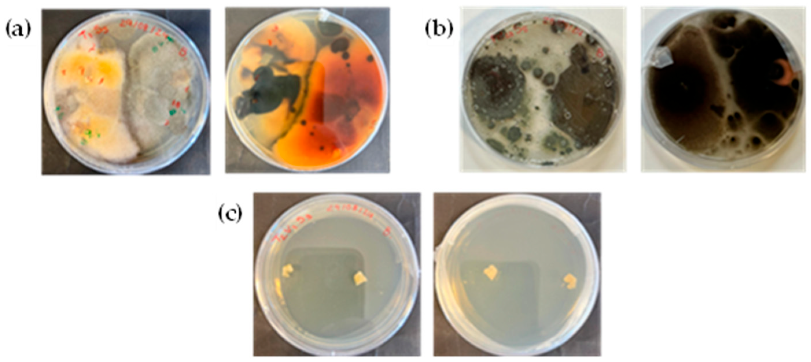 Antioxidants 14 00362 g002