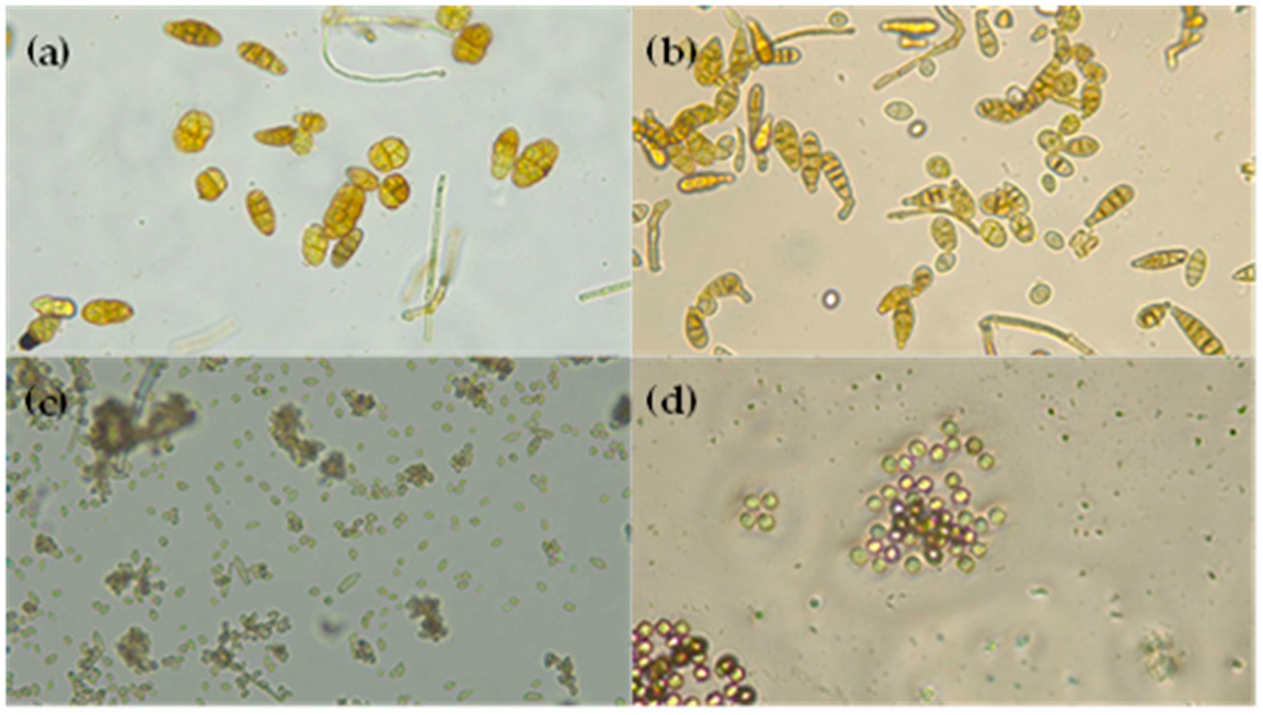 Antioxidants 14 00362 g004