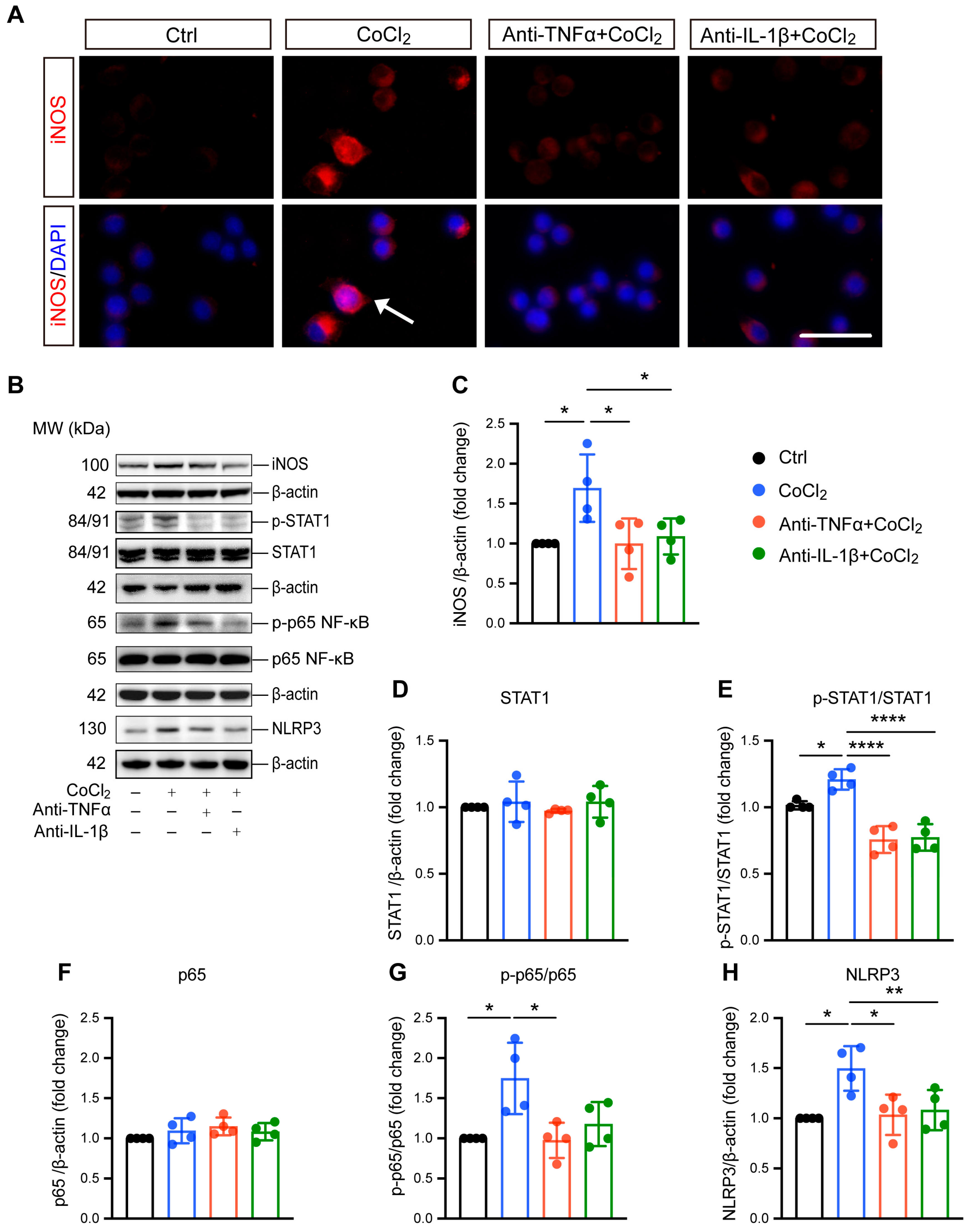 Antioxidants 14 00363 g004